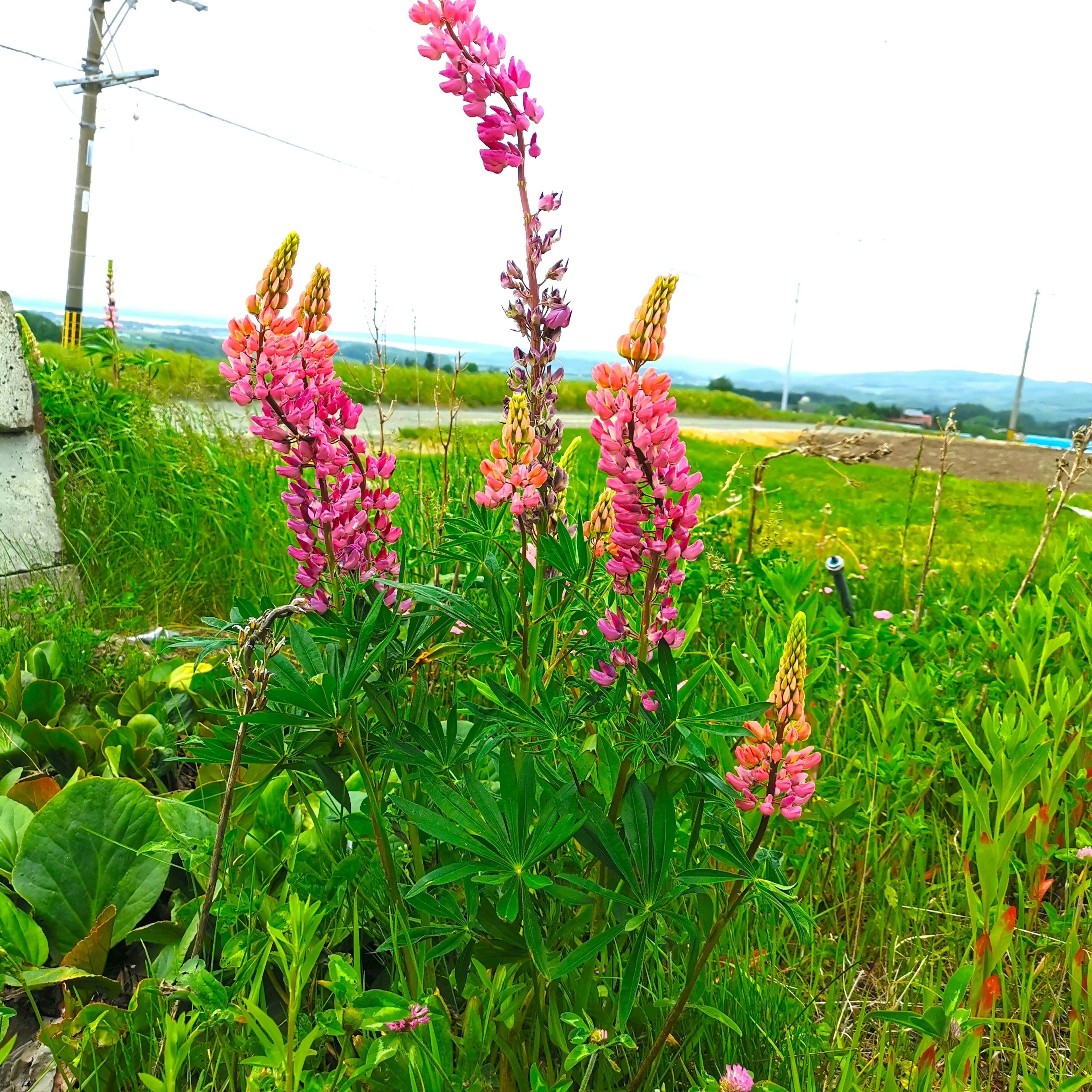 Bunga lupin merah muda yang mekar di ladang hijau