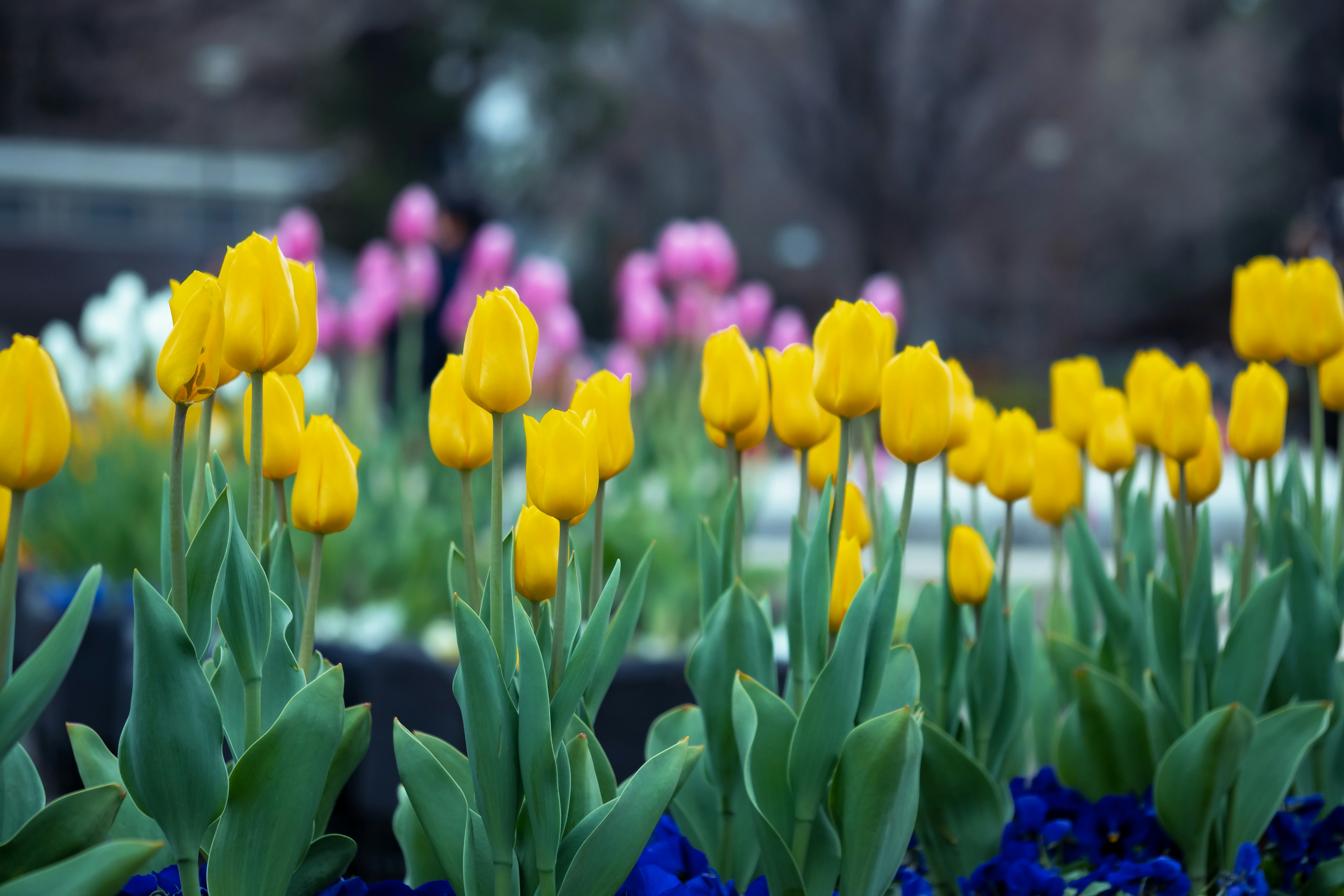 Un giardino con vivaci tulipani gialli e tulipani rosa con fiori blu sullo sfondo