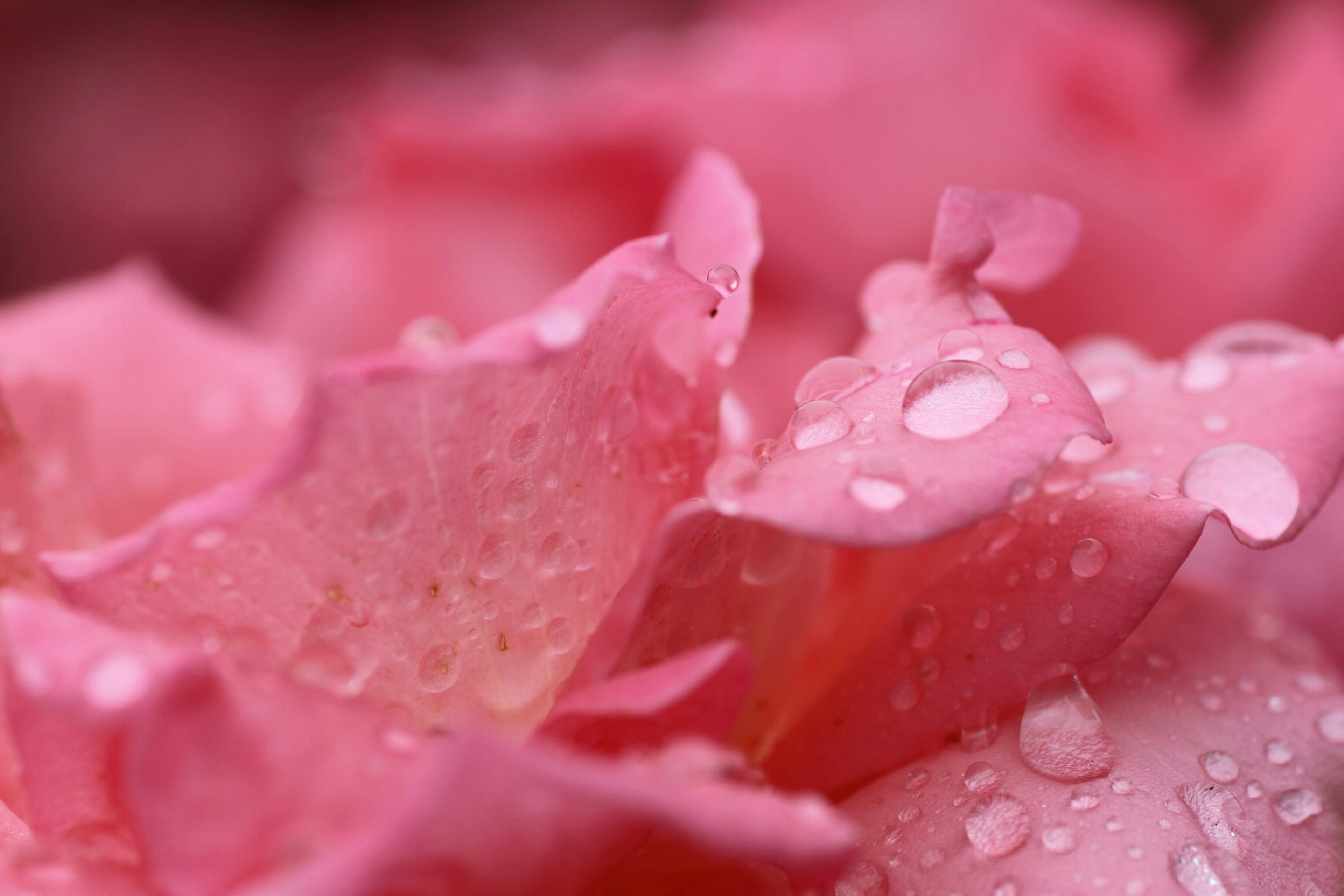 Primo piano di petali di rosa rosa con gocce d'acqua