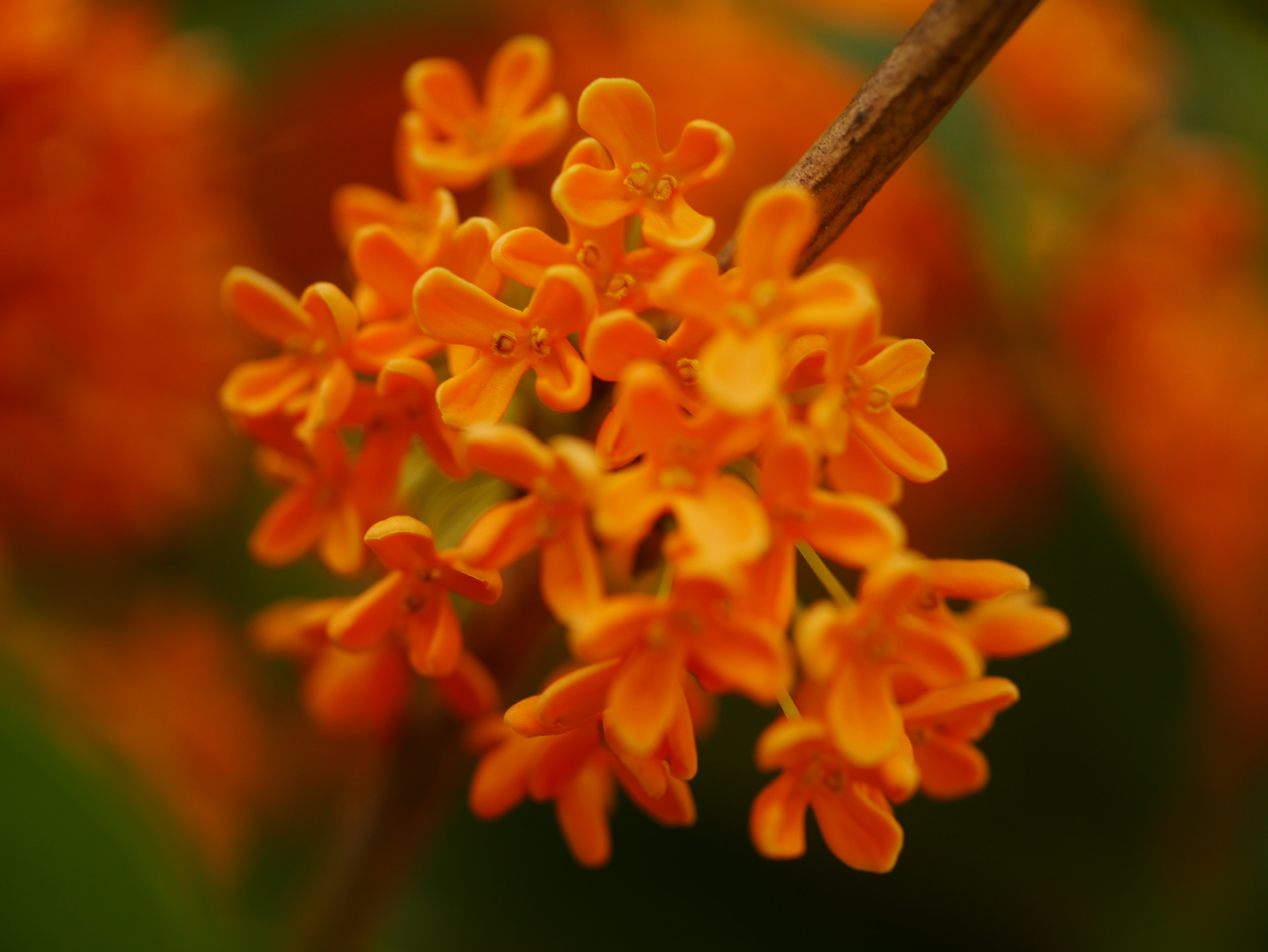 Bündel kleiner orangefarbener Blumen mit zarten Blütenblättern