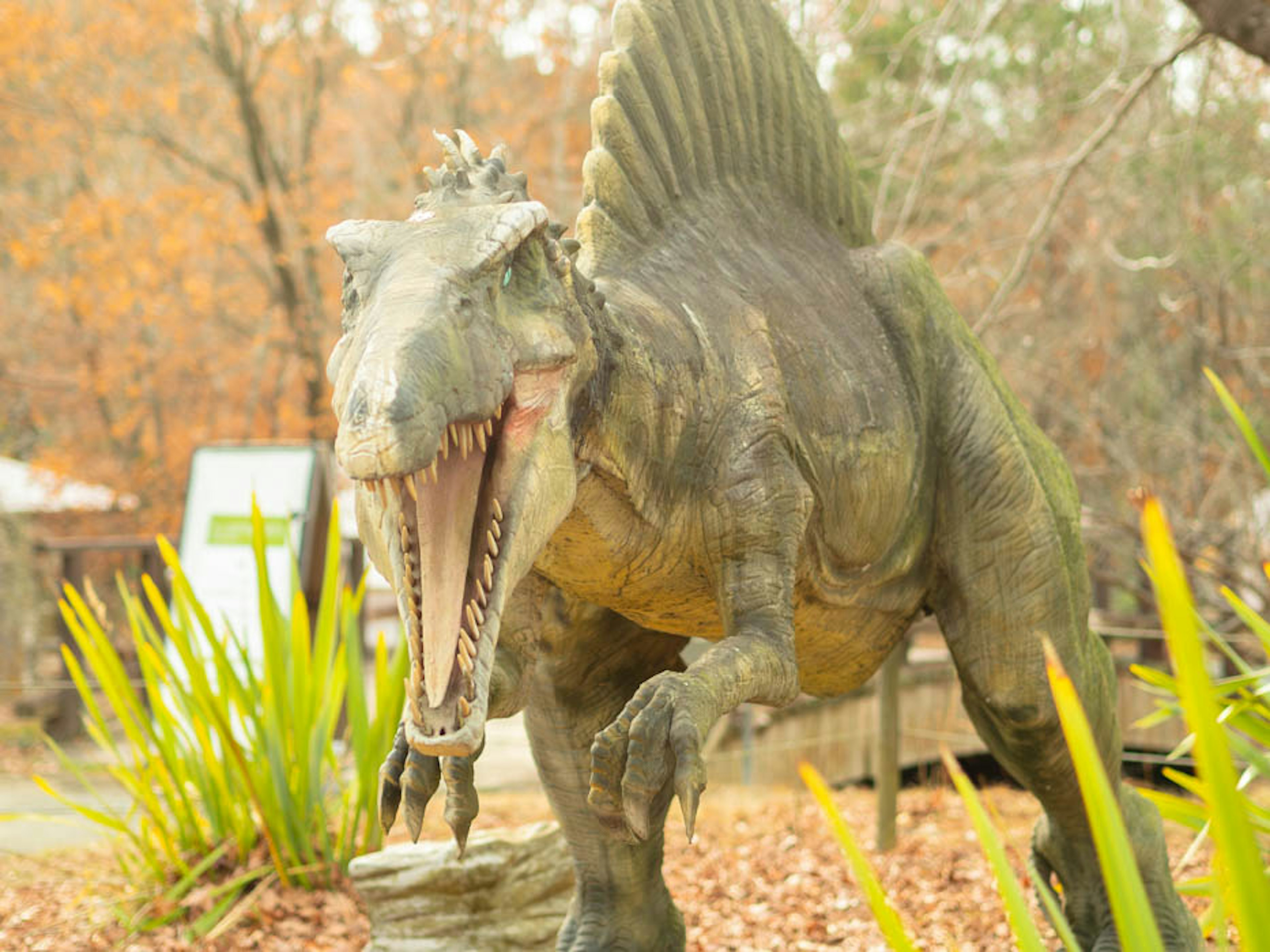 A realistic Spinosaurus model surrounded by plants in a park setting