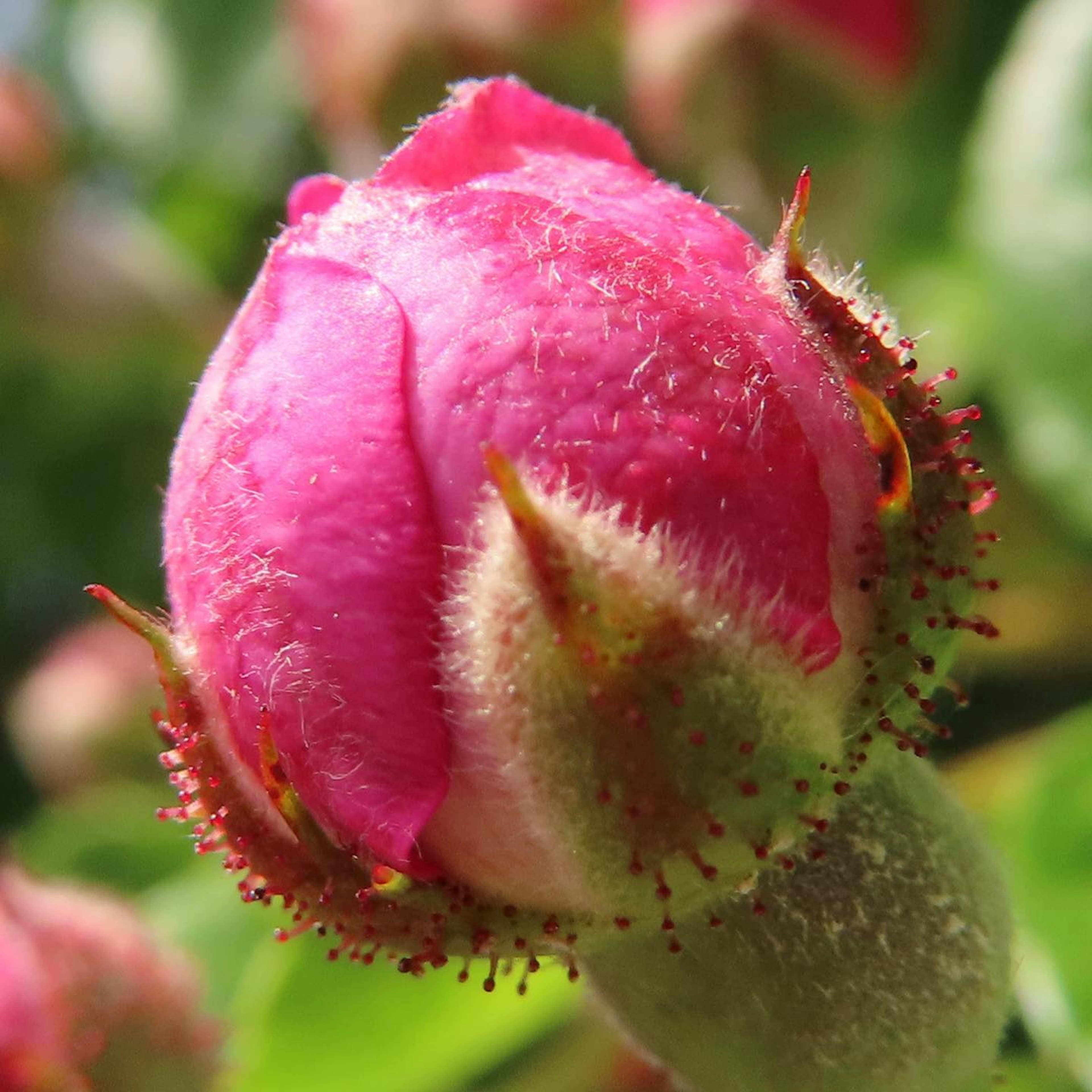 Bocciolo di rosa rosa vibrante con foglie verdi sullo sfondo