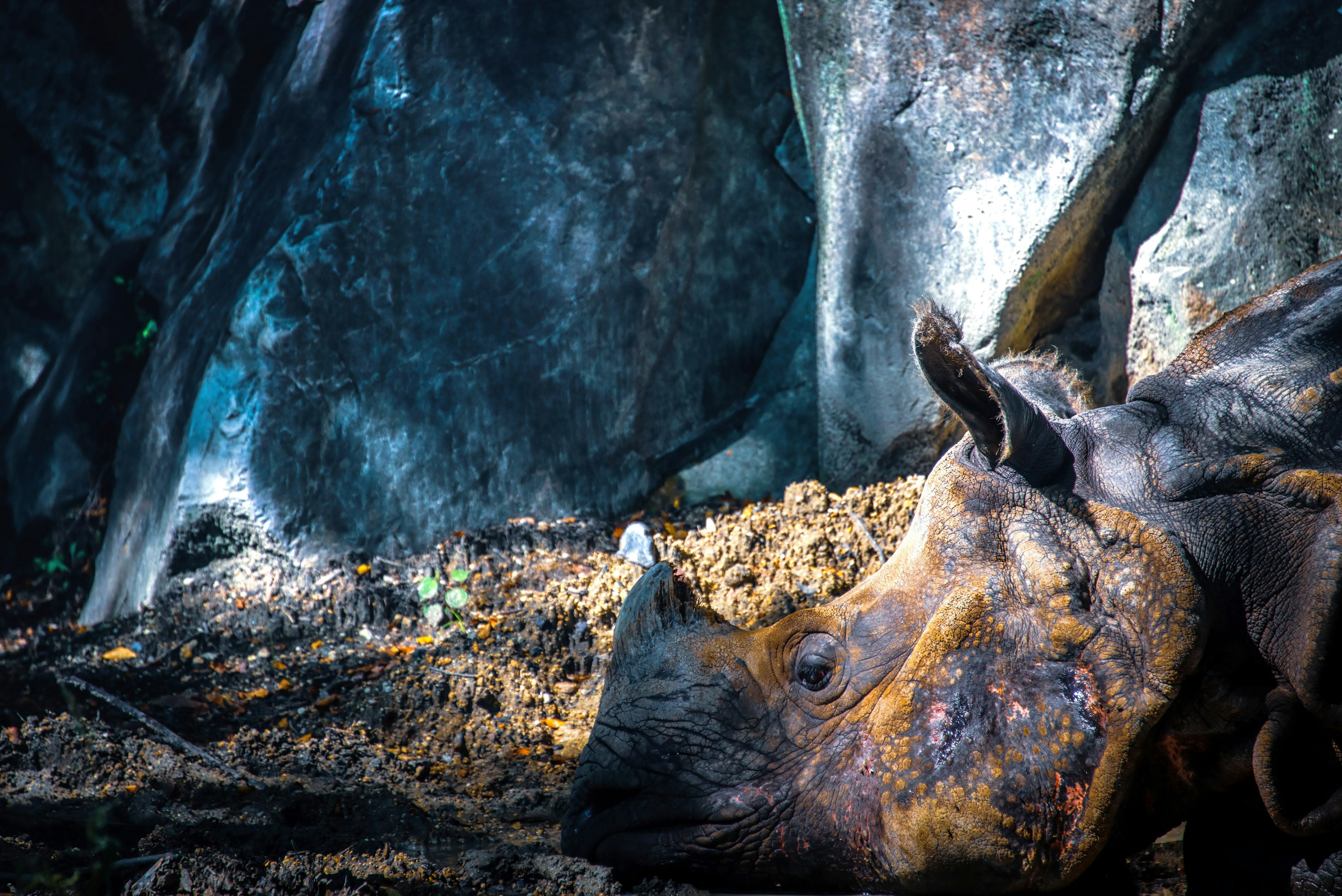 A rhino resting near rocks surrounded by natural elements