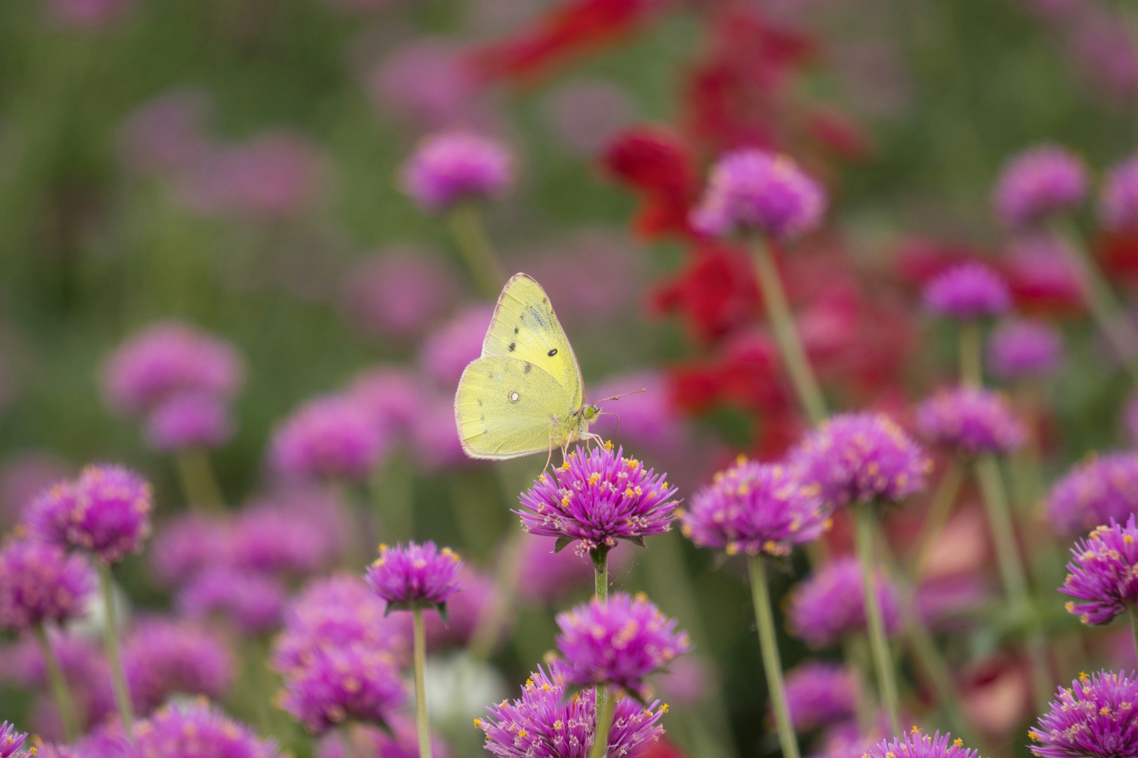 A yellow butterfly perched on vibrant purple flowers