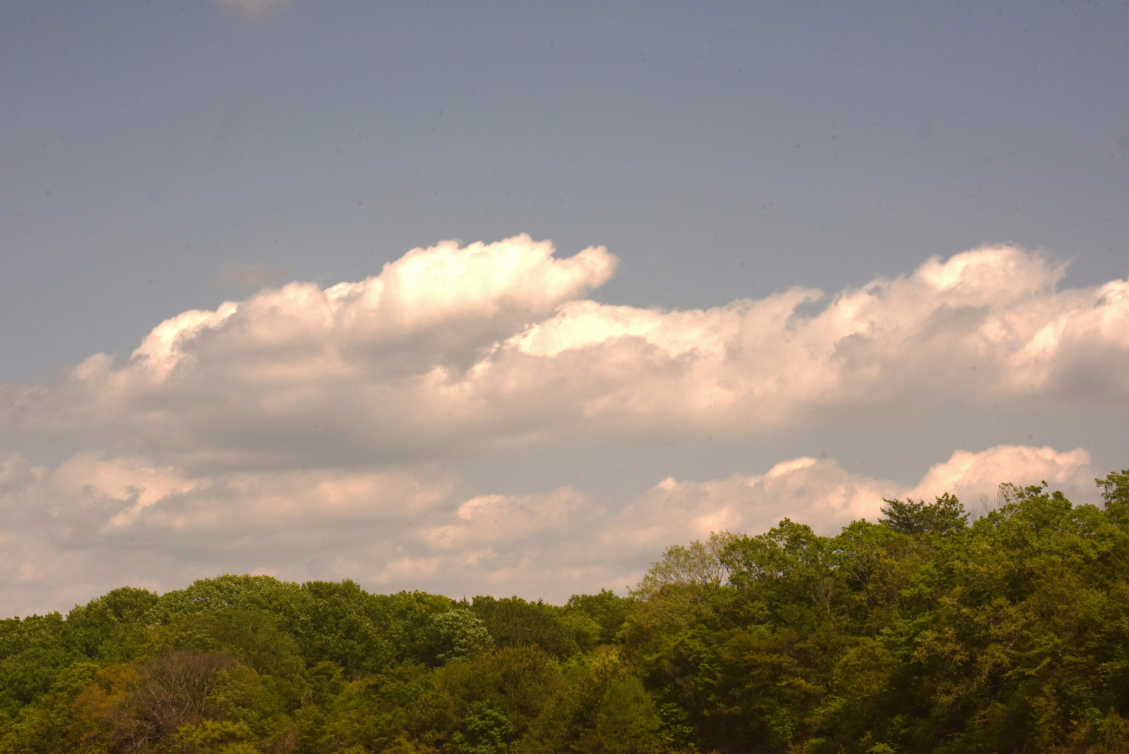 Lush green forest under a blue sky with white clouds