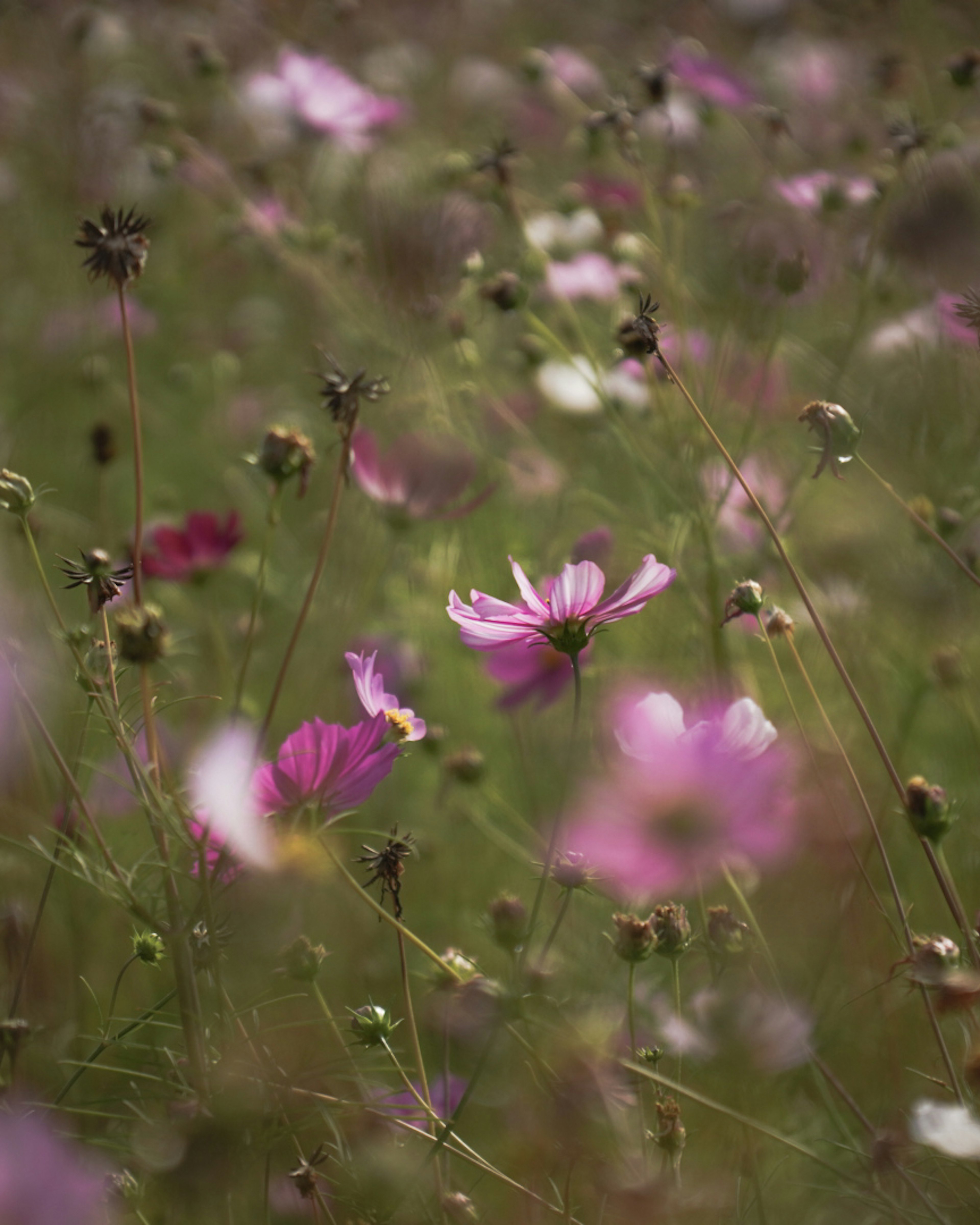 Sanfte rosa Blumen blühen in einer natürlichen Landschaft