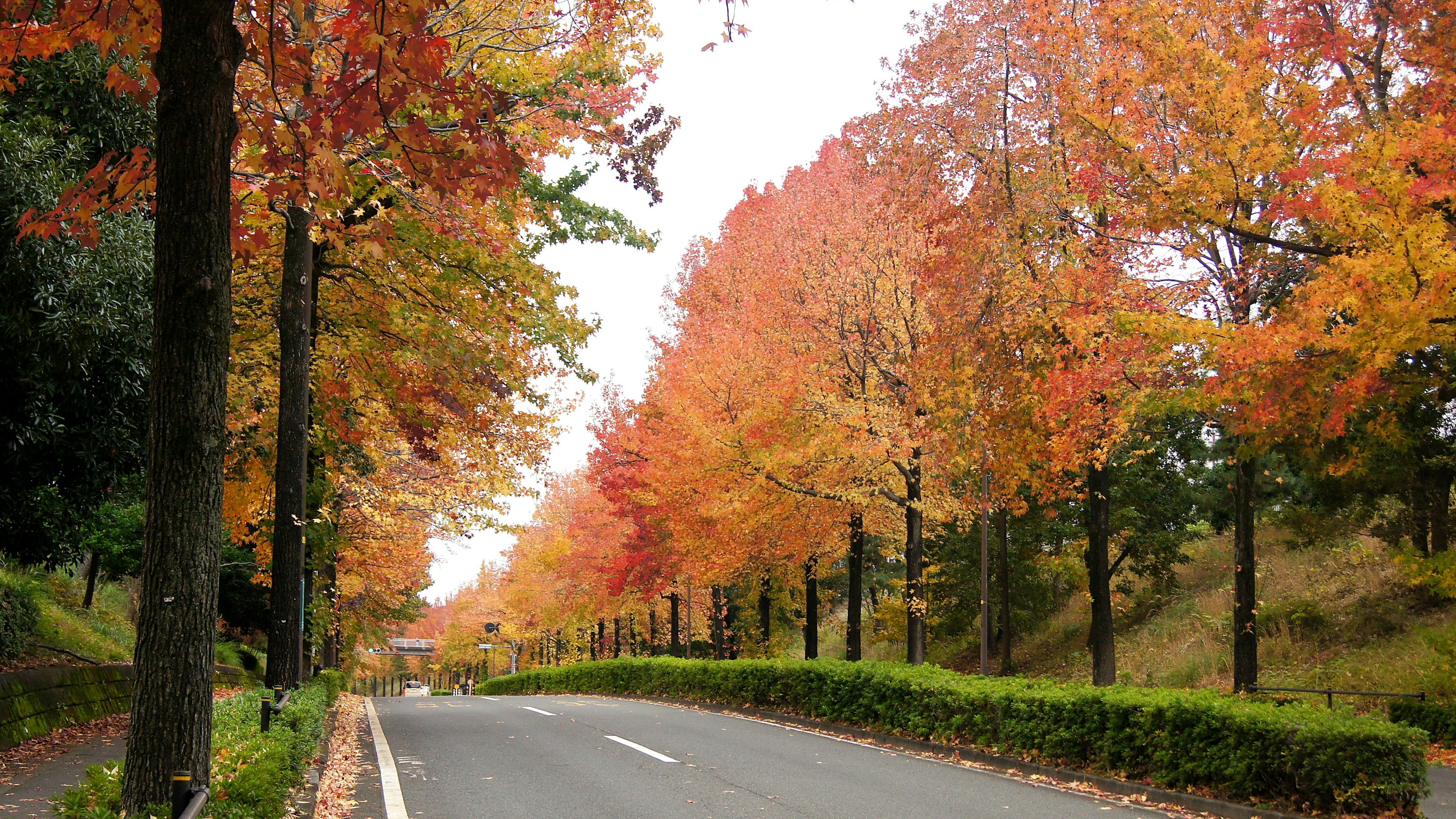 道路两旁是五彩缤纷的秋天树木和树叶