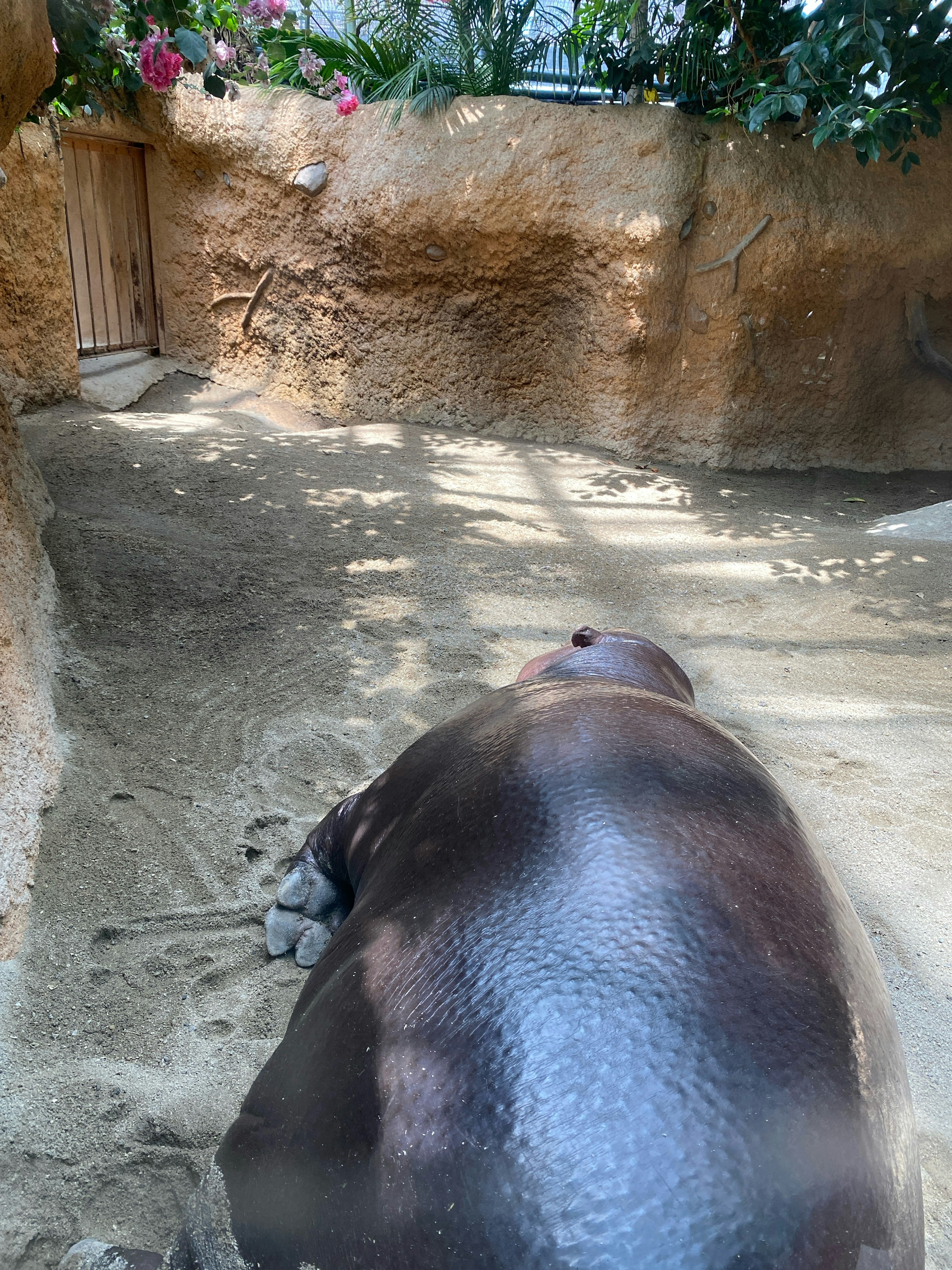 A hippo lying in the sun with sandy surroundings