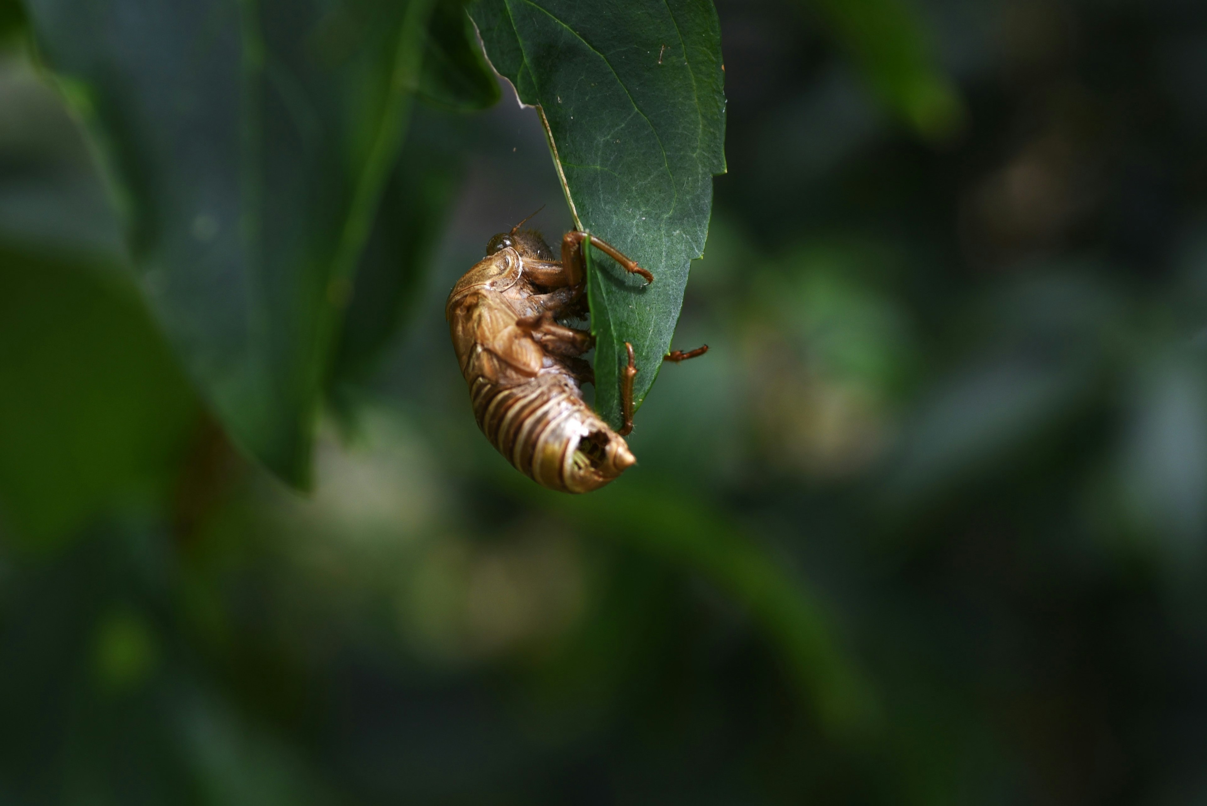 Insecto marrón colgado debajo de una hoja