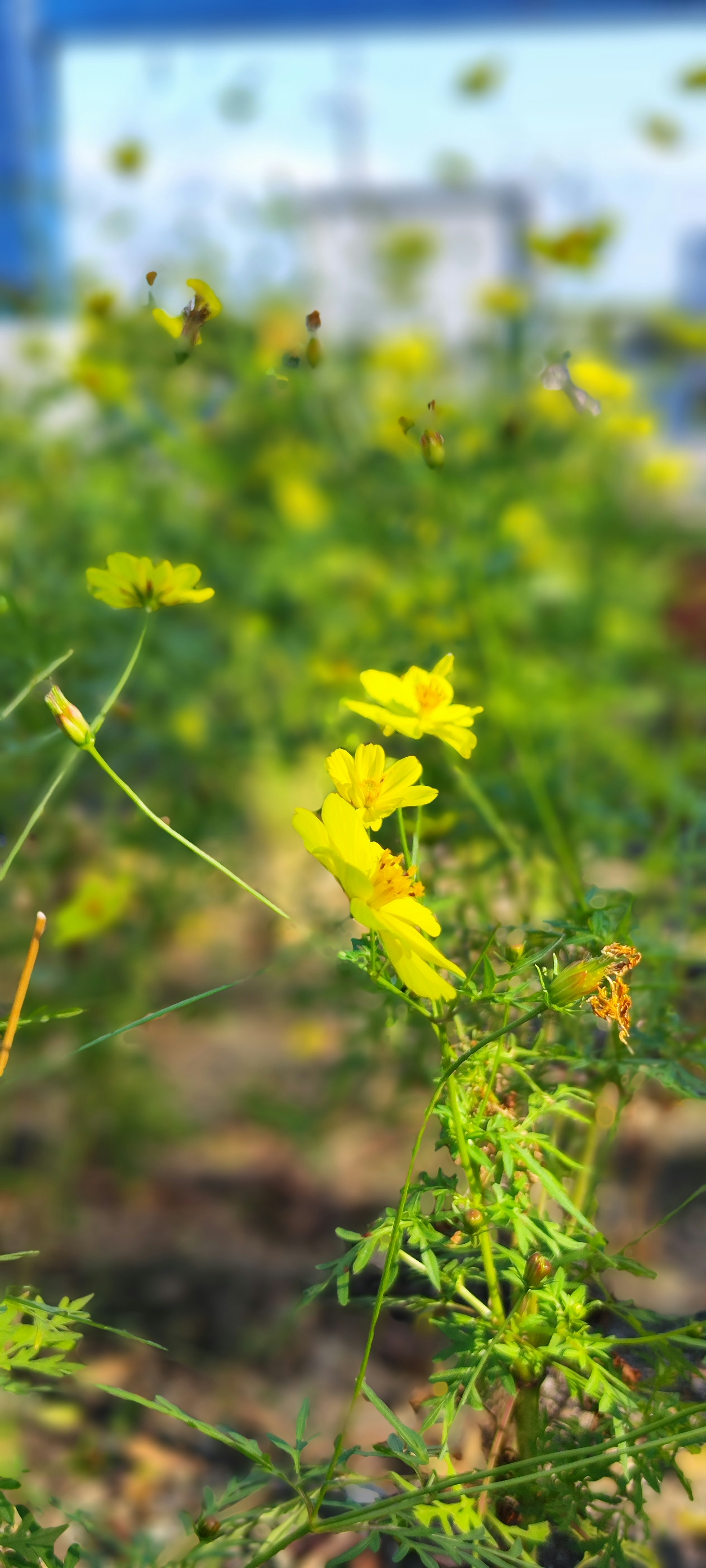 黄色い花が咲いている緑の植物の近接写真