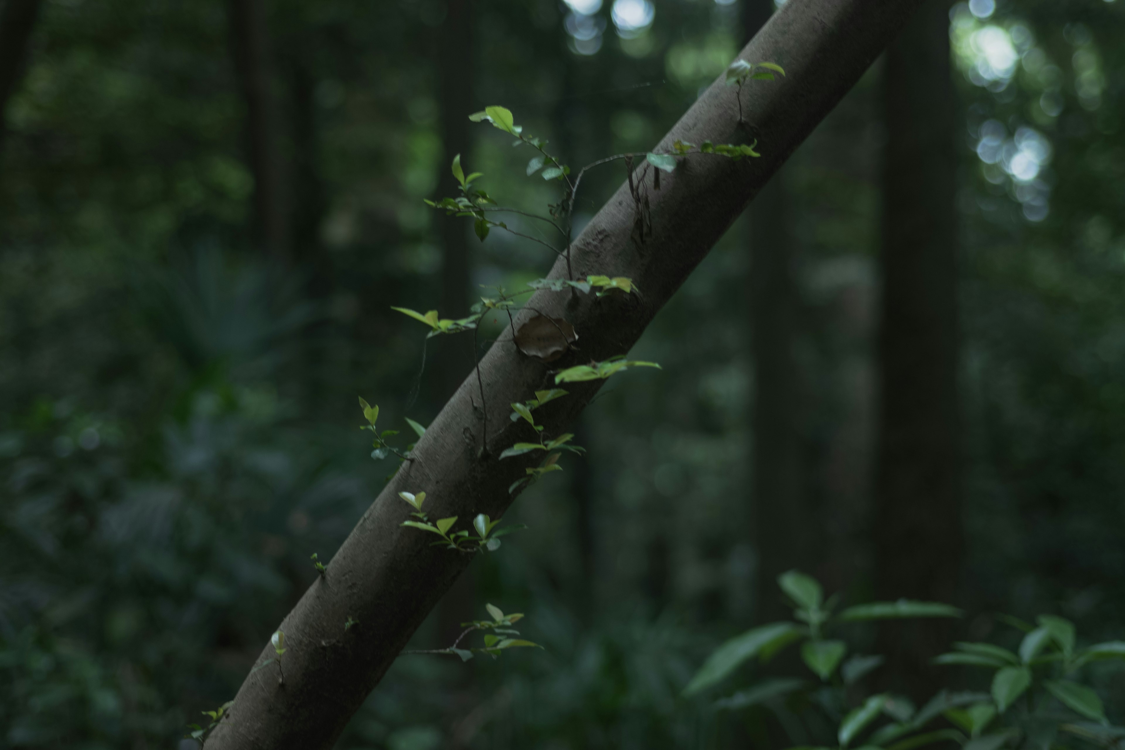 緑色の葉がついた木の幹が映る森の風景