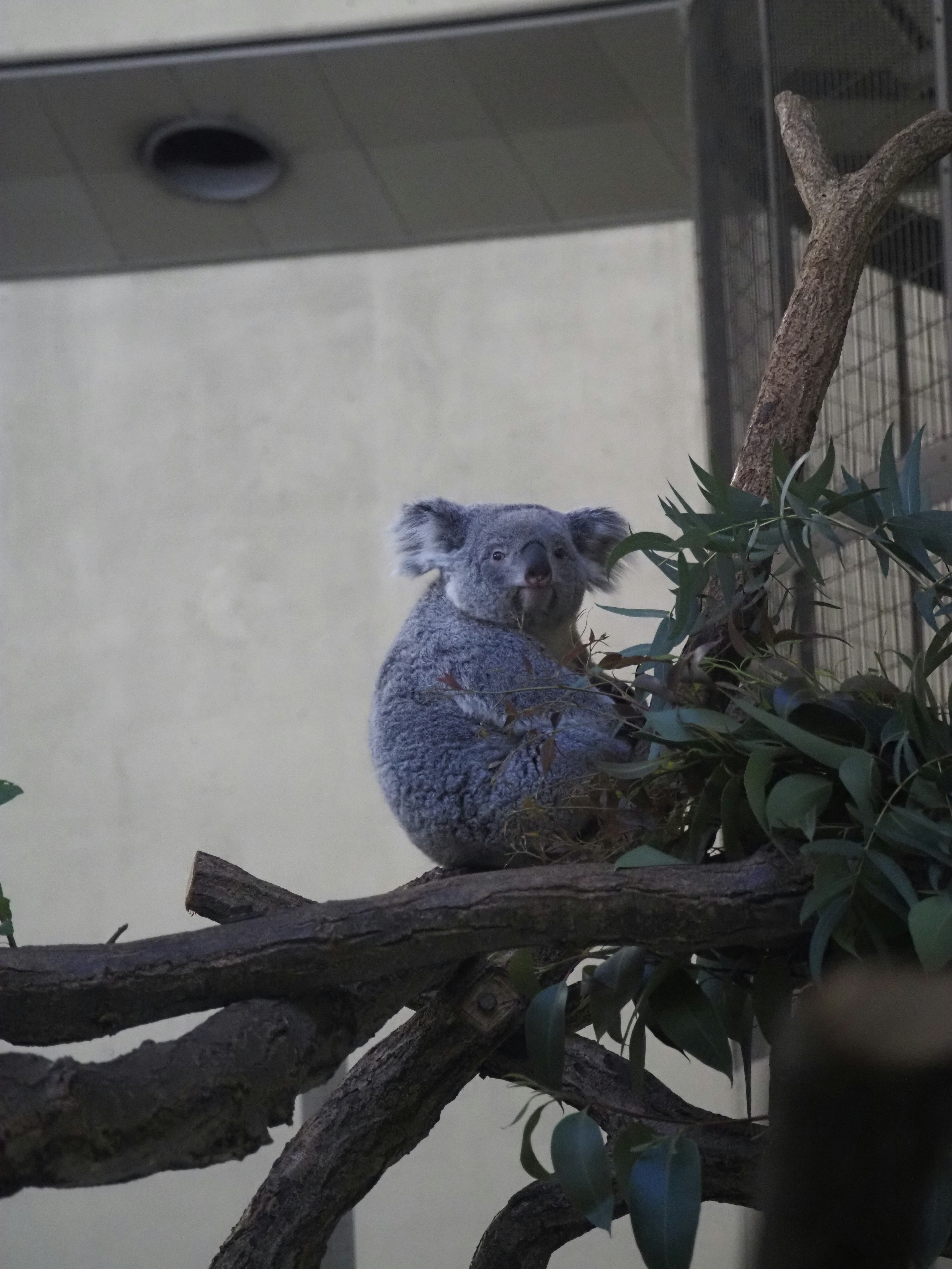 Un koala sentado en una rama con hojas verdes