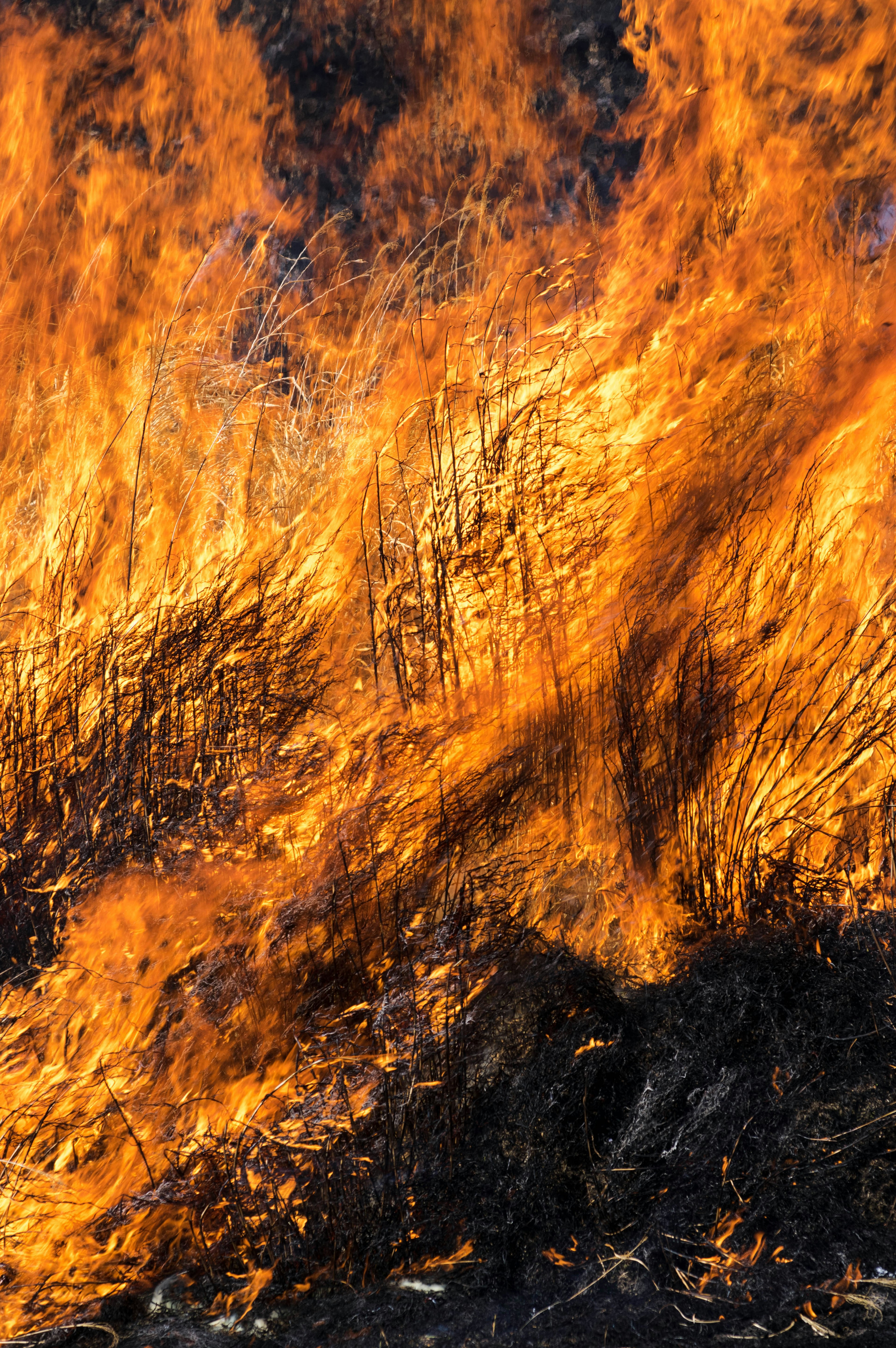 Gros plan sur de l'herbe brûlante avec des flammes orange et jaunes vives