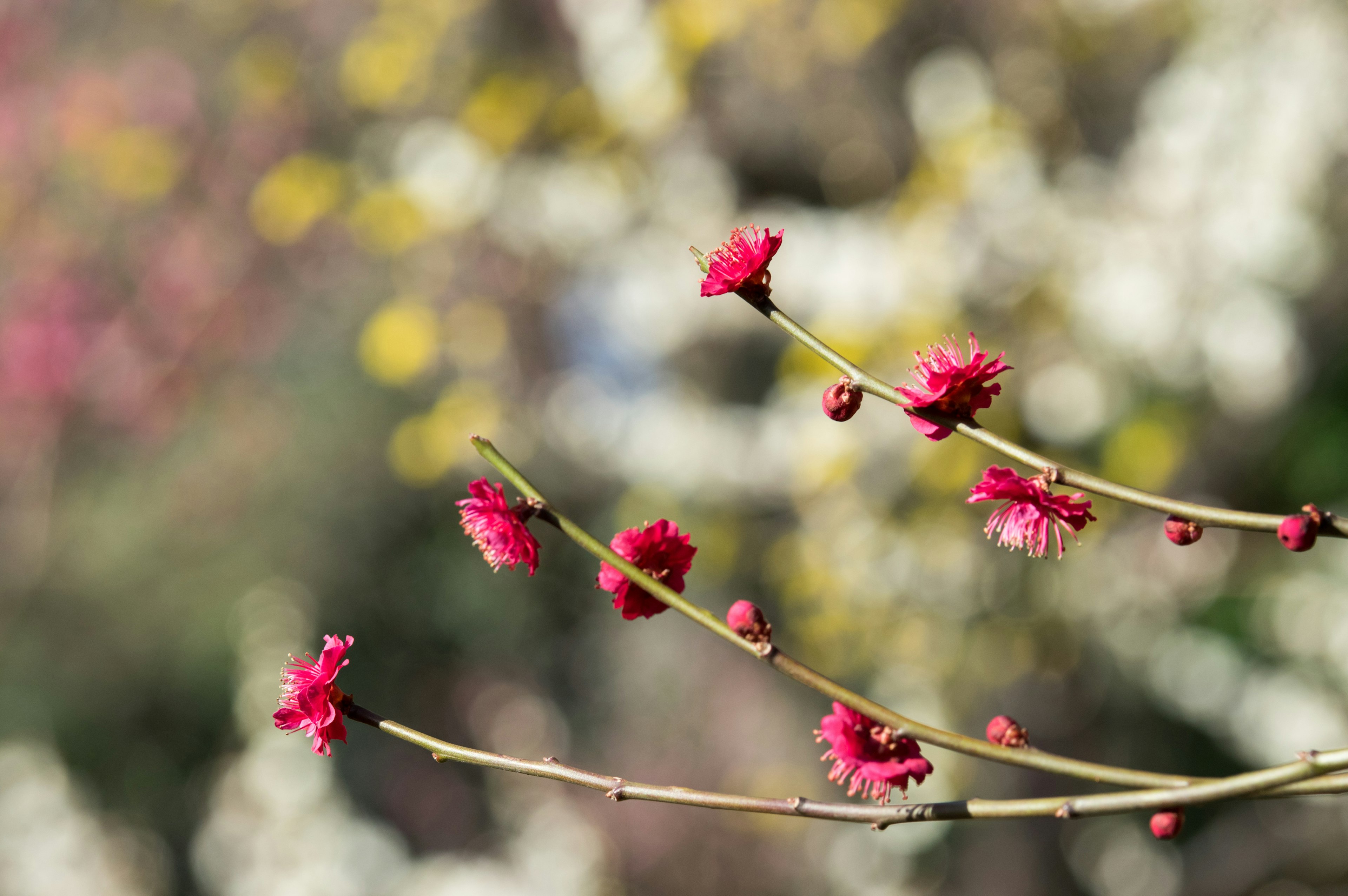 Zweig mit roten Blüten vor einem verschwommenen Frühlingshintergrund