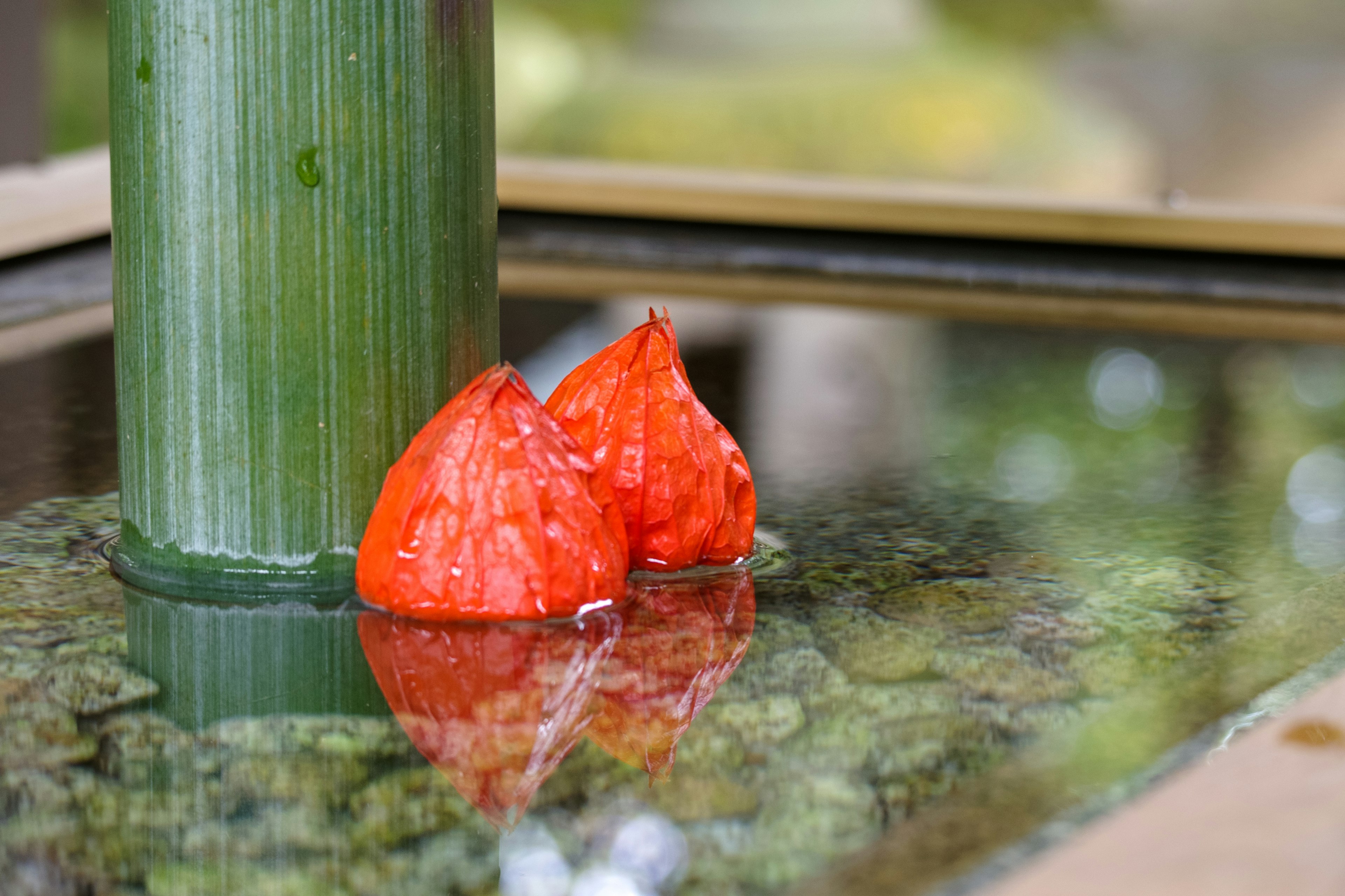 Columna de bambú con objetos rojos flotando en la superficie del agua