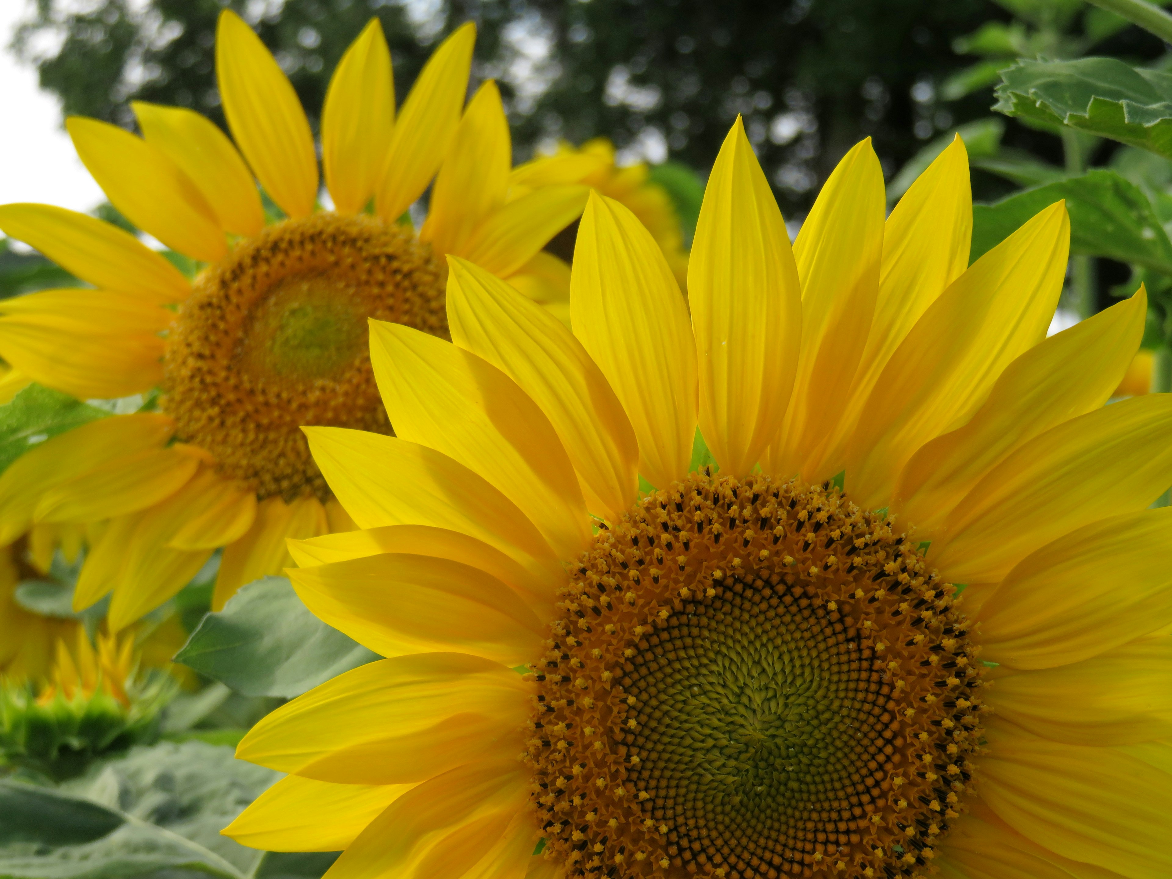 Brillantes girasoles floreciendo en un campo