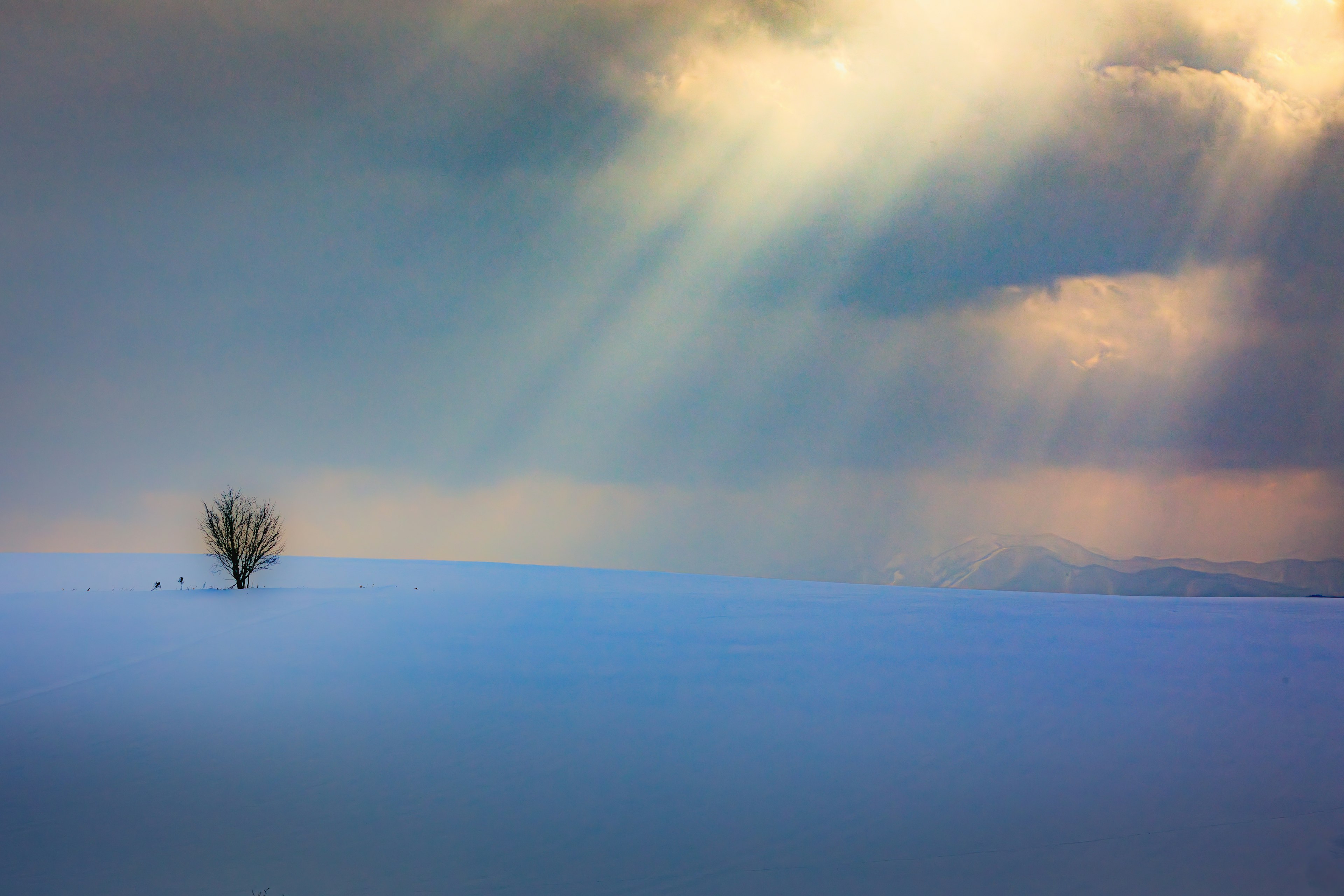 Einsamer Baum in einer verschneiten Landschaft mit Lichtstrahlen