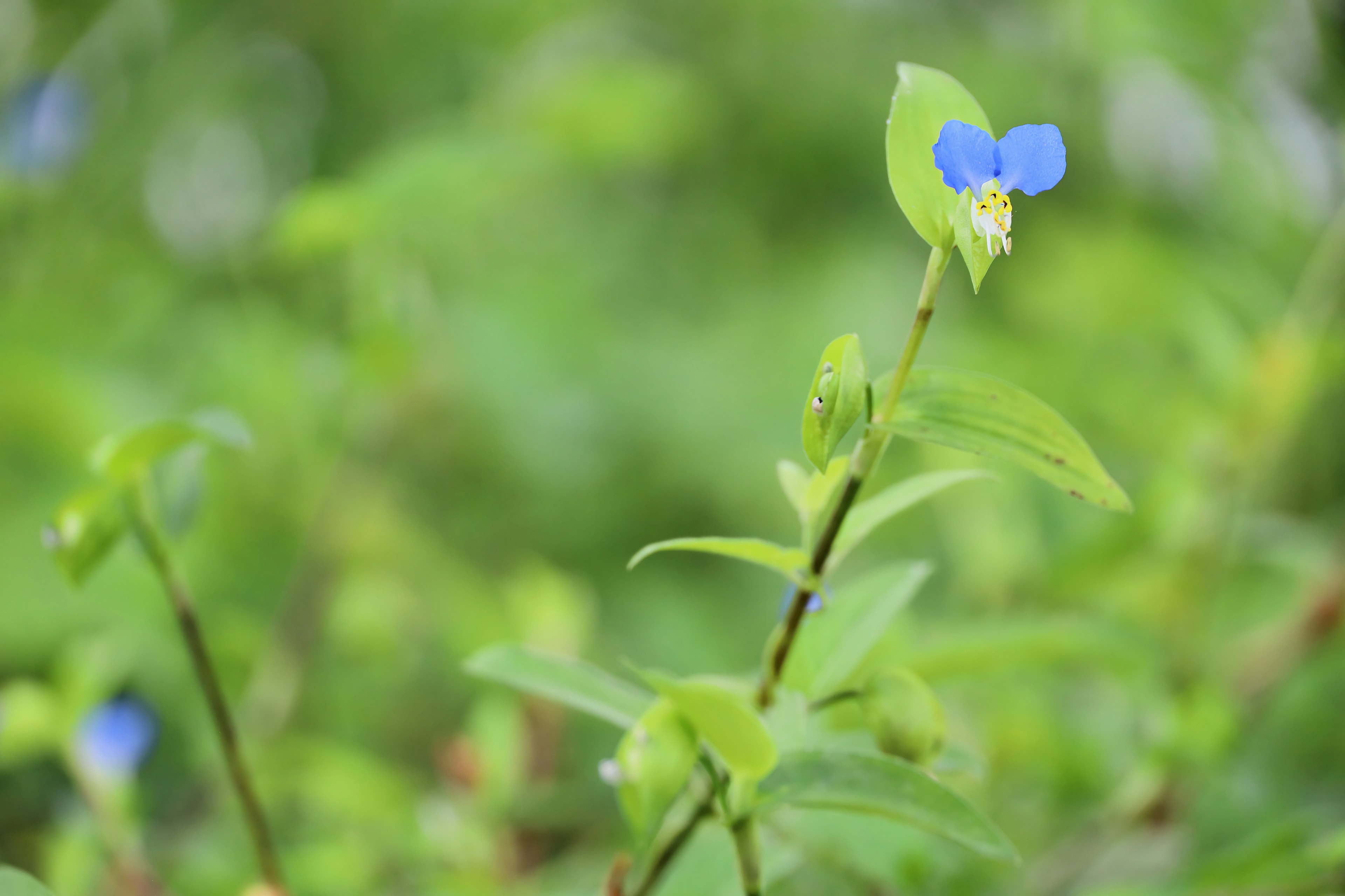 緑の背景に小さな青い花が咲いている植物のクローズアップ