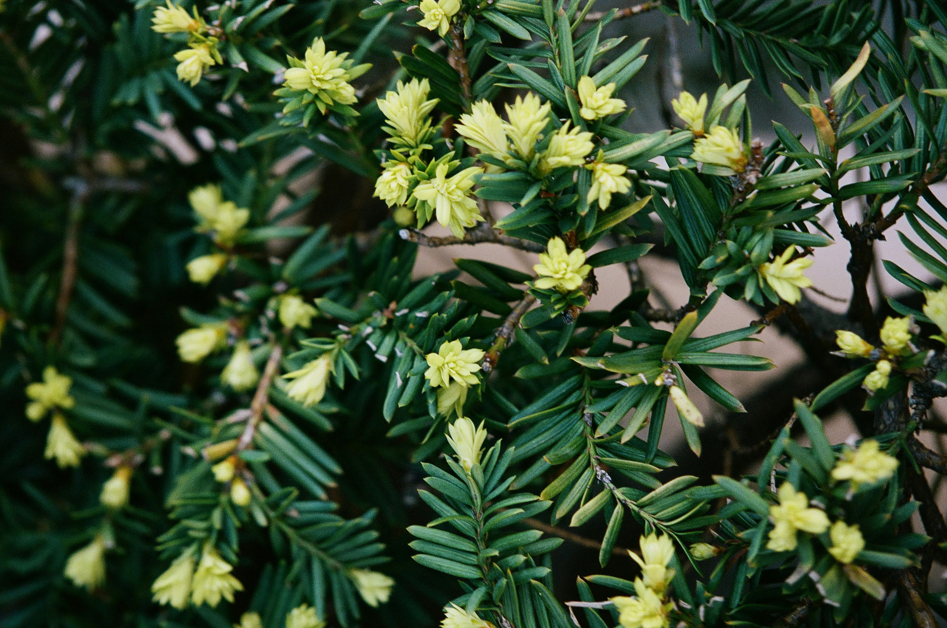 緑の葉に黄色の花が咲いている植物のクローズアップ