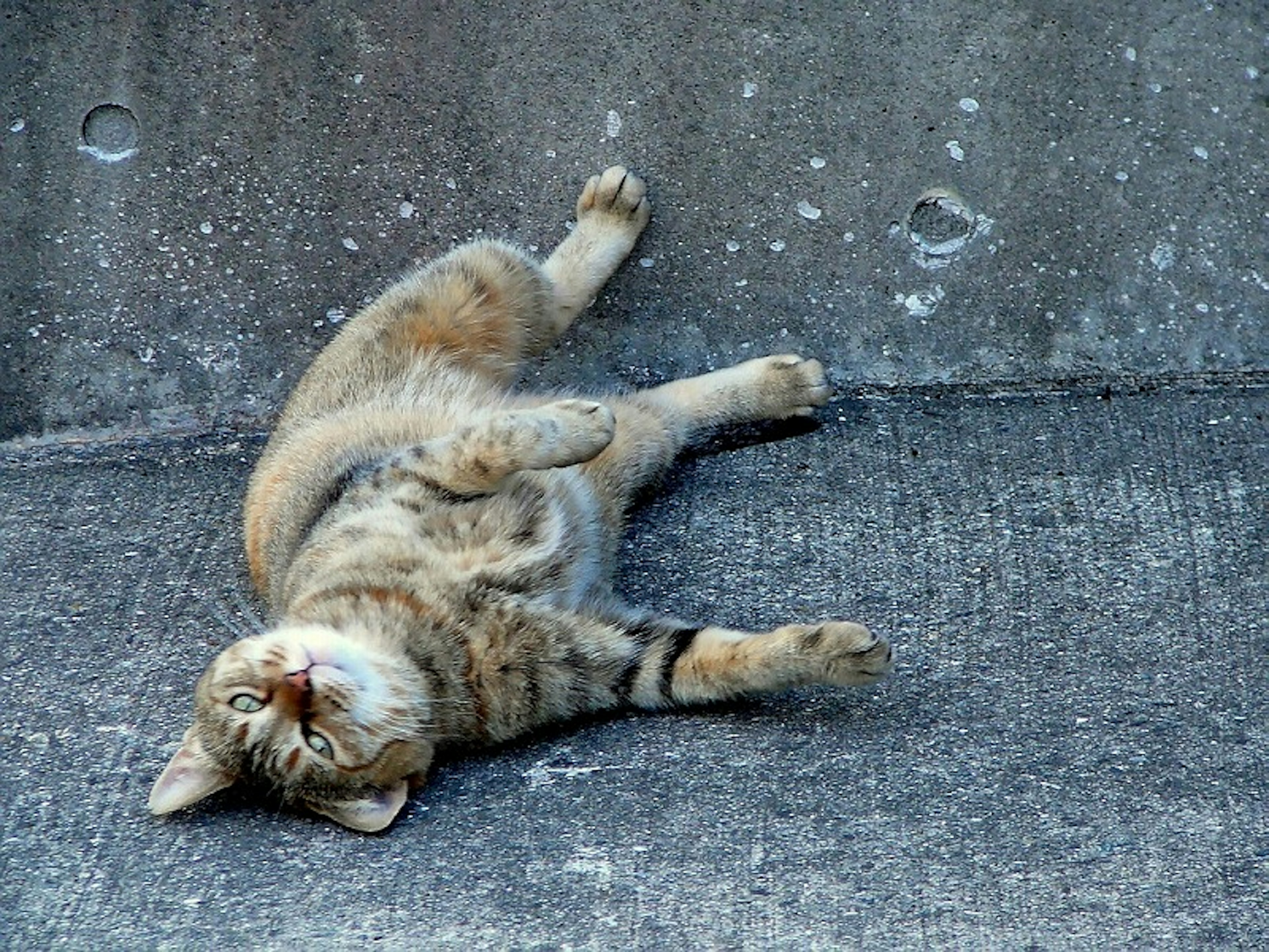 A relaxed cat lying on concrete with its limbs stretched out