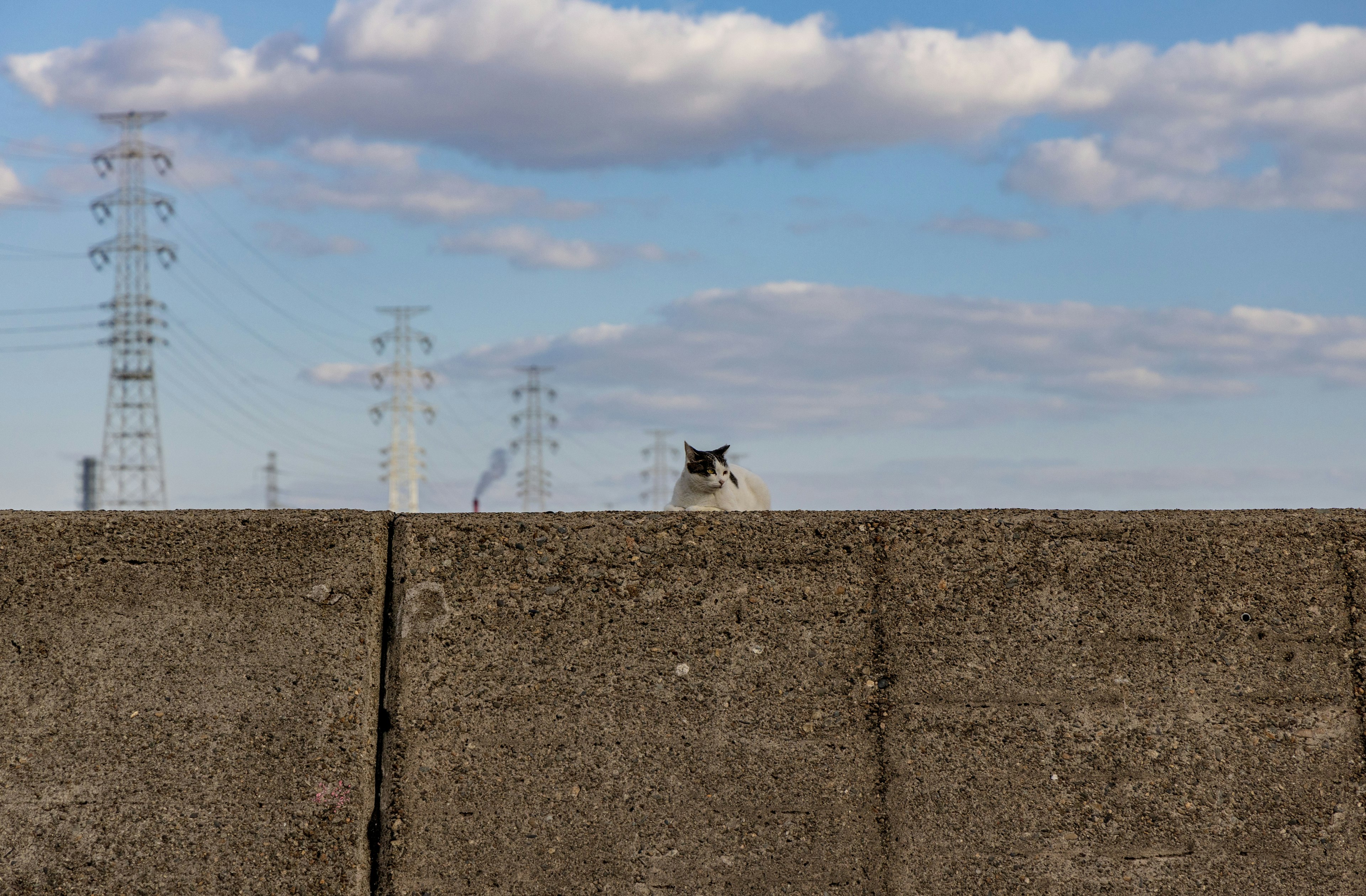 Un gatto seduto su un muro con linee elettriche sullo sfondo