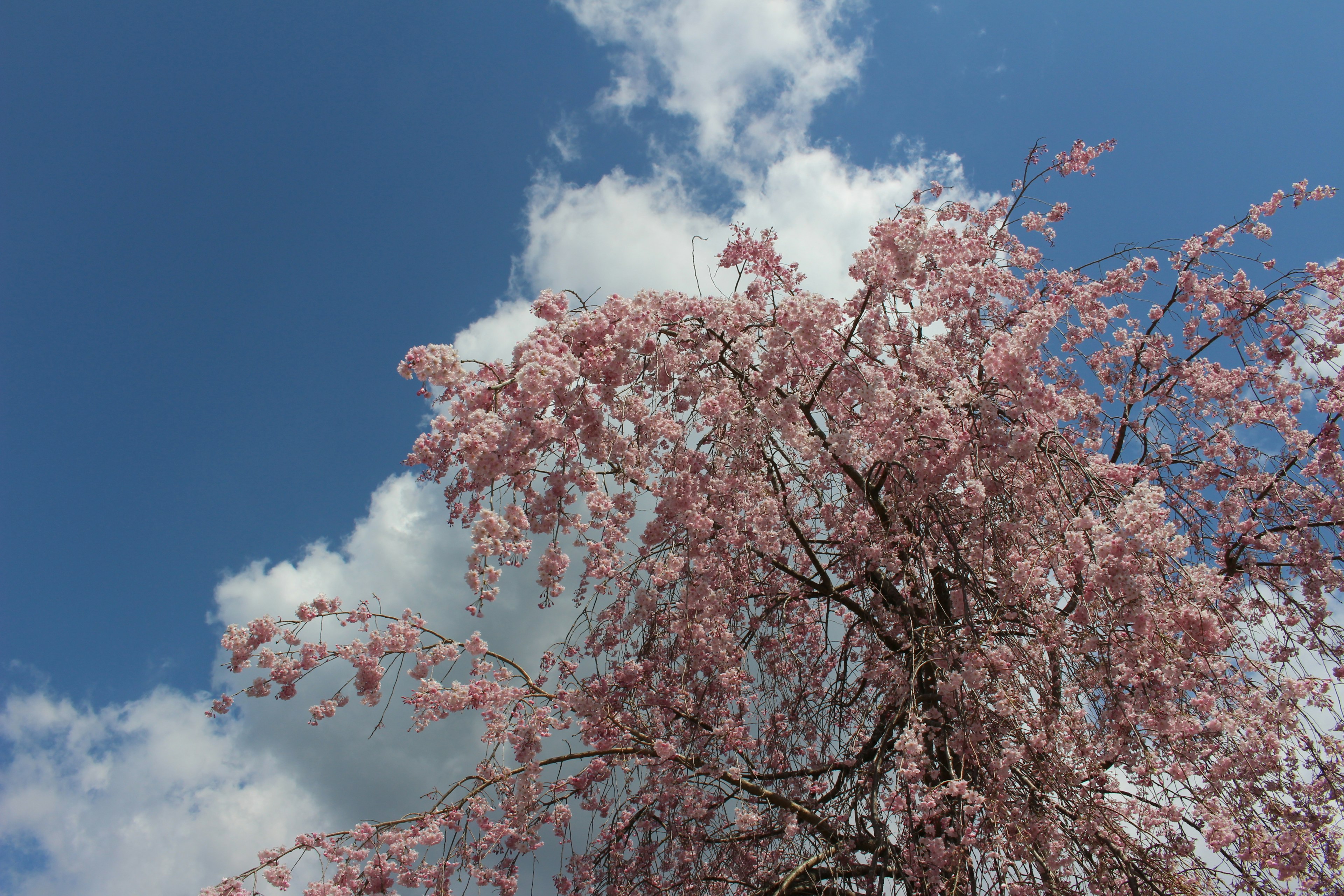 青空に映える桜の花と白い雲