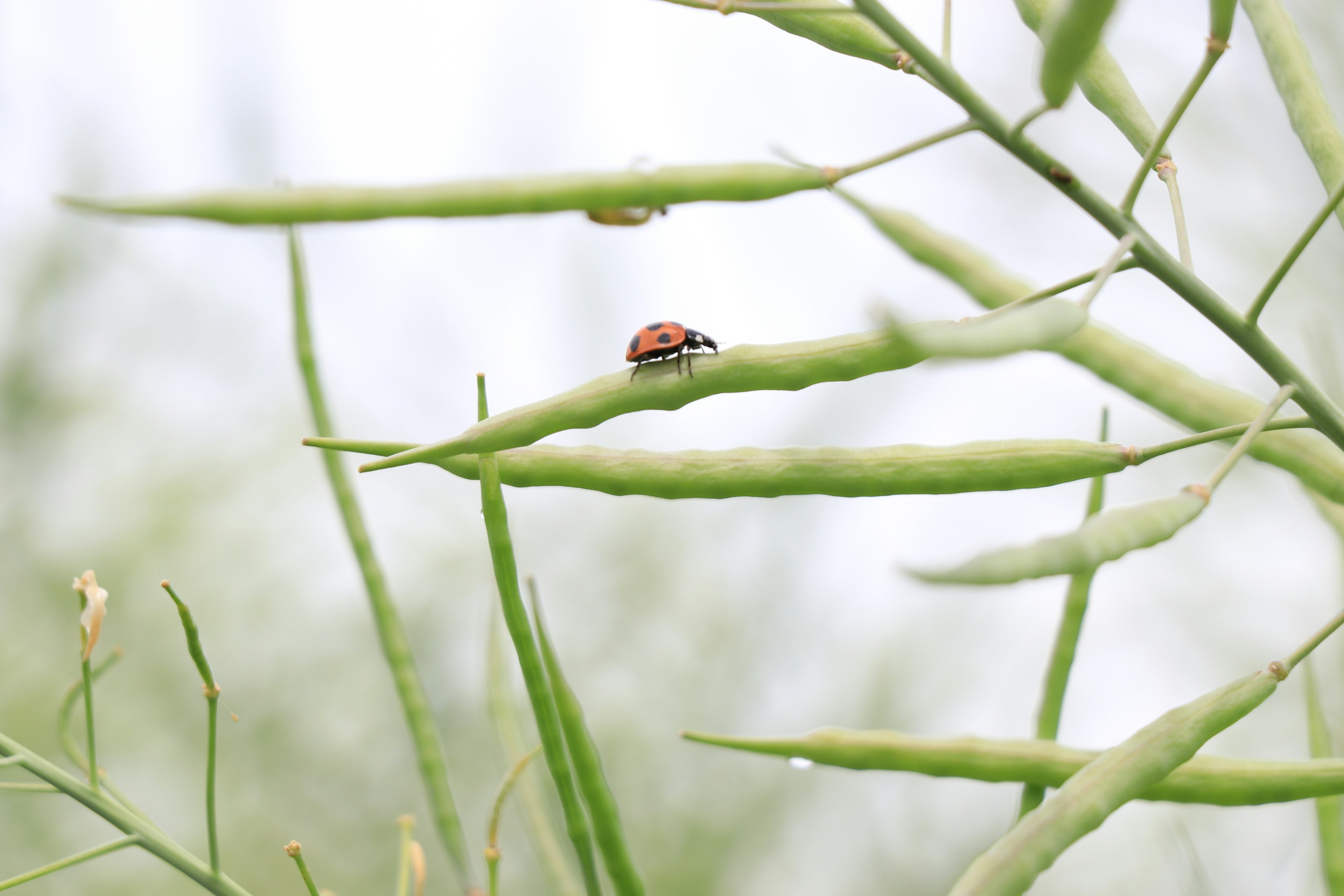 Gros plan d'une coccinelle sur des tiges de plantes vertes