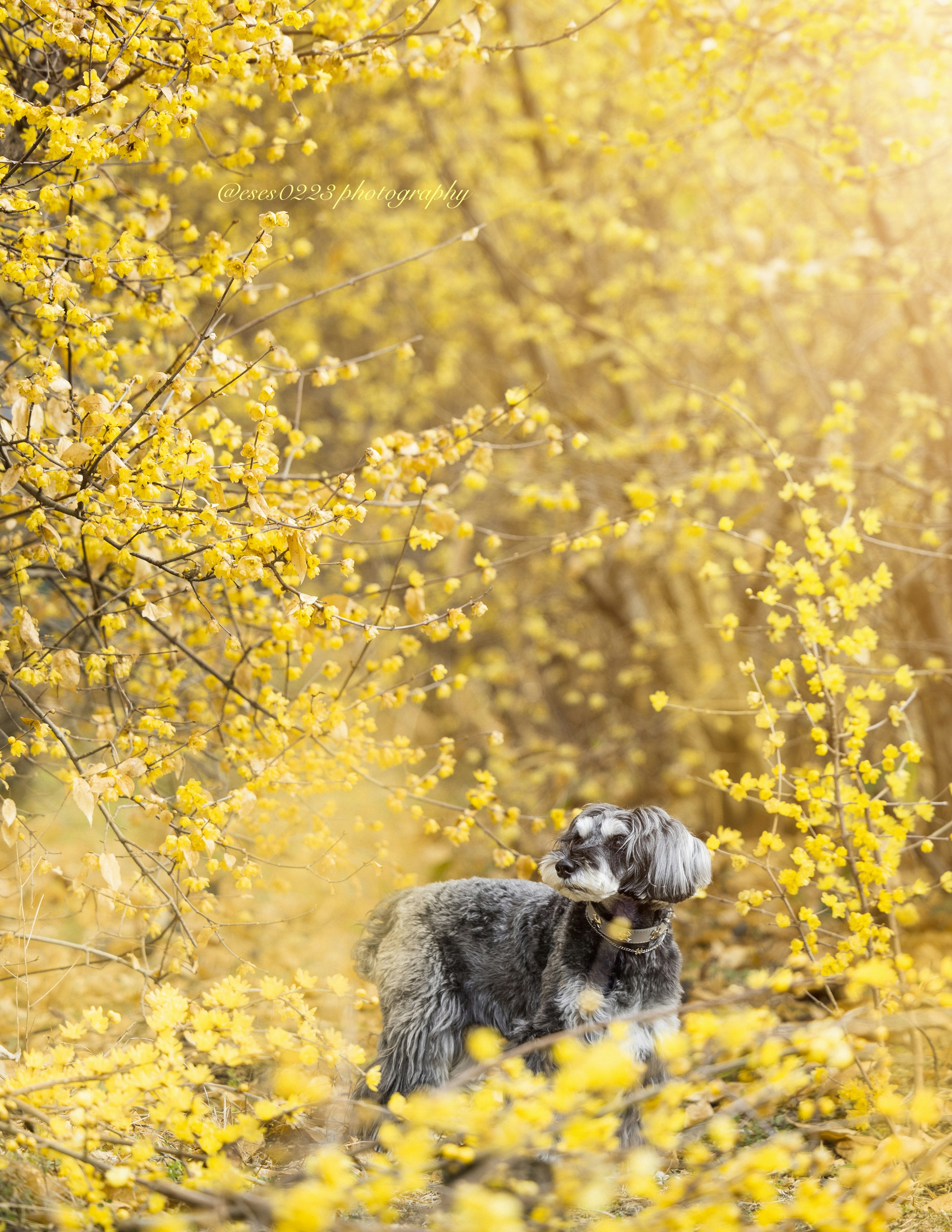 Un perro de pie en un paisaje rodeado de flores amarillas