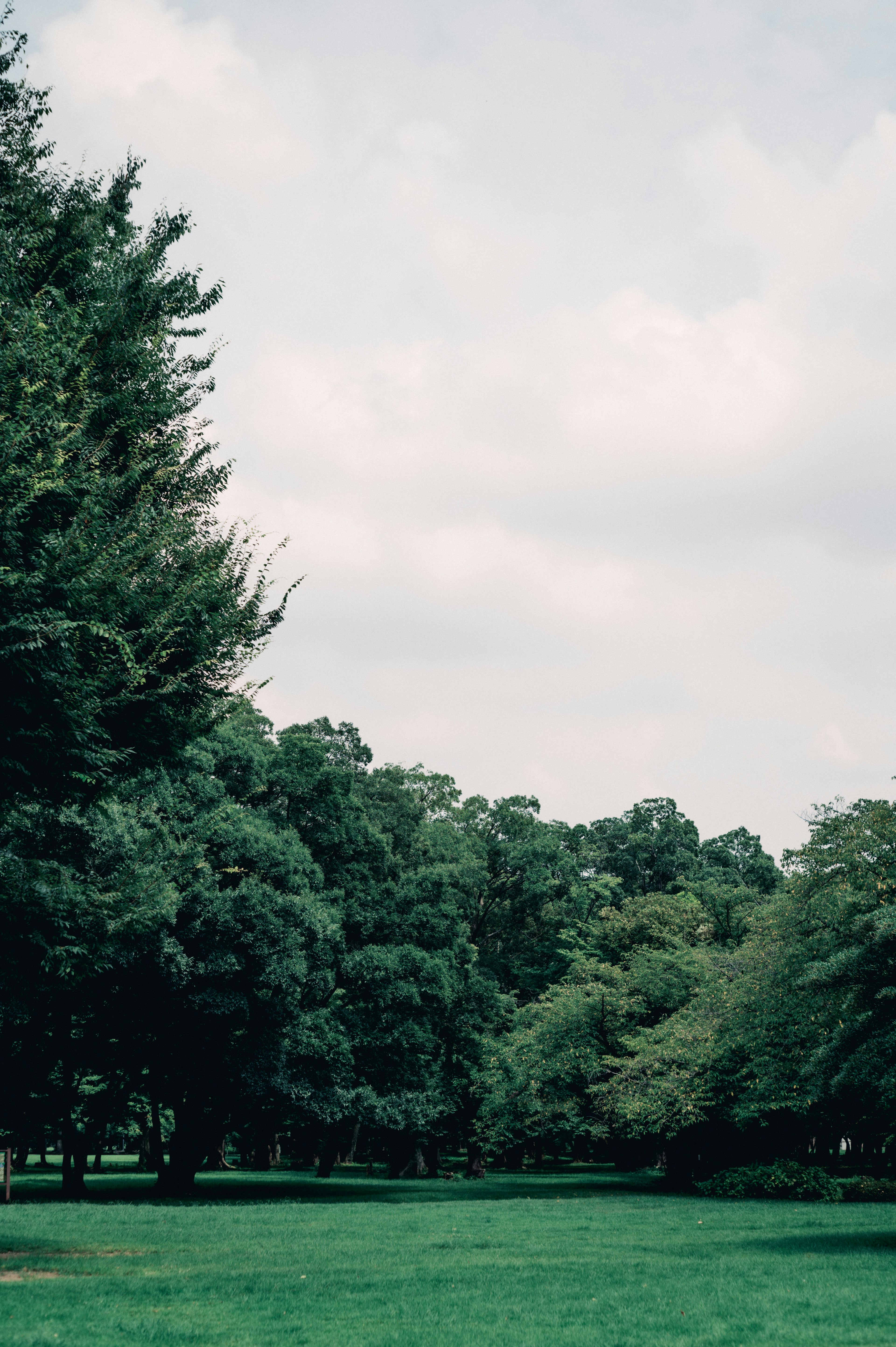 緑の木々が生い茂る公園の景色