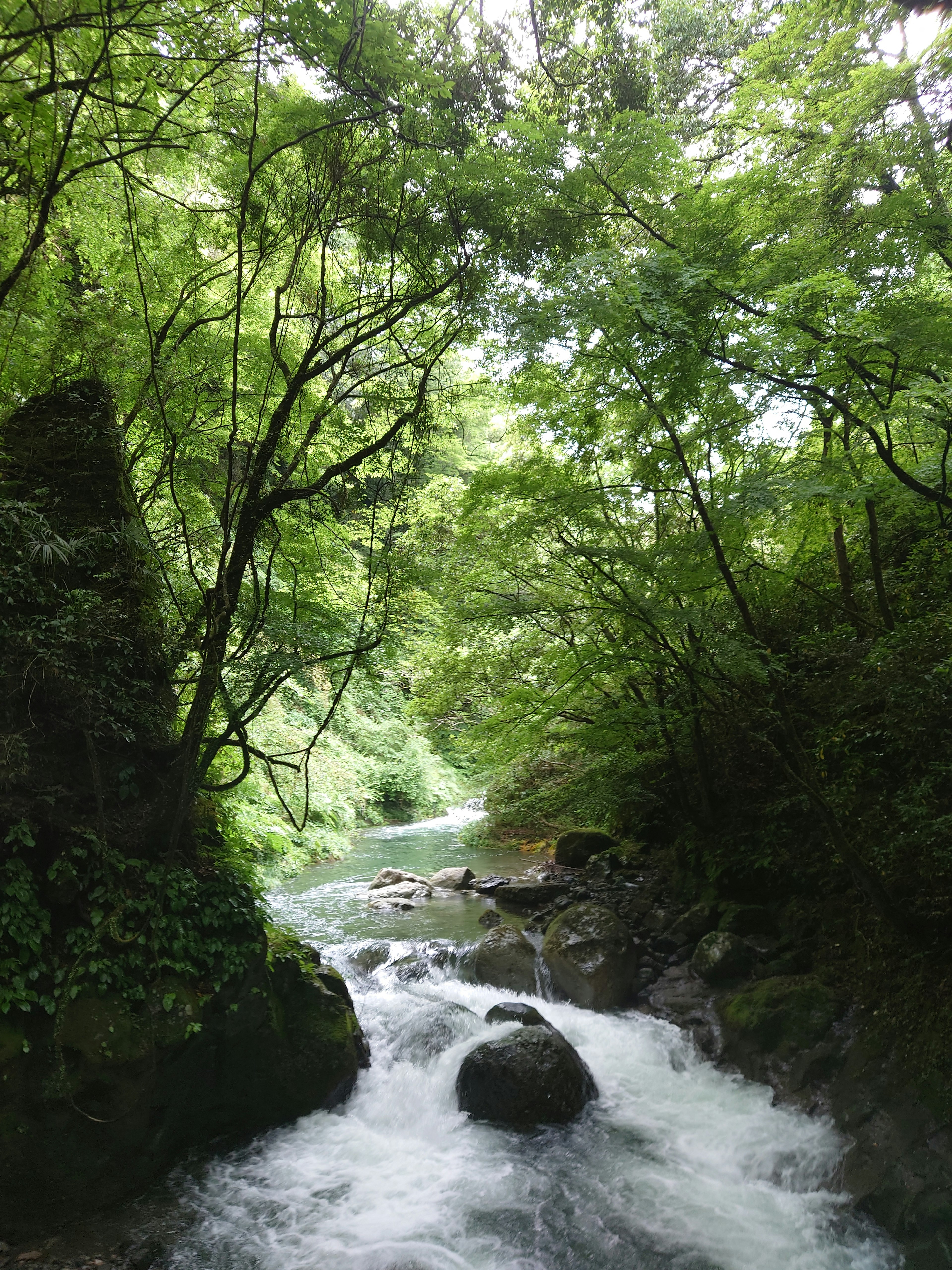 Un torrente che scorre tra alberi verdi lussureggianti e rocce