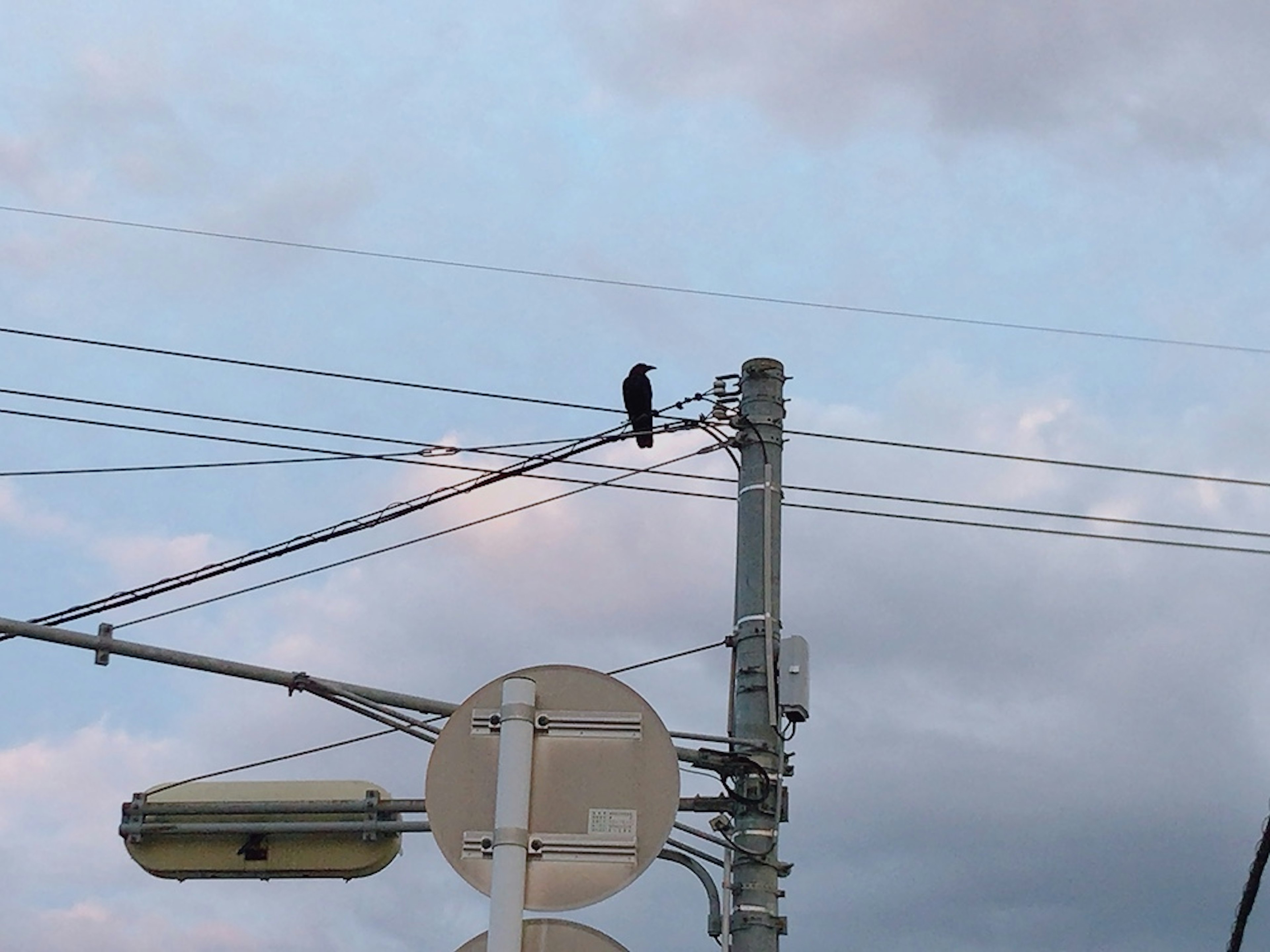 A black bird perched on a power line against a blue sky