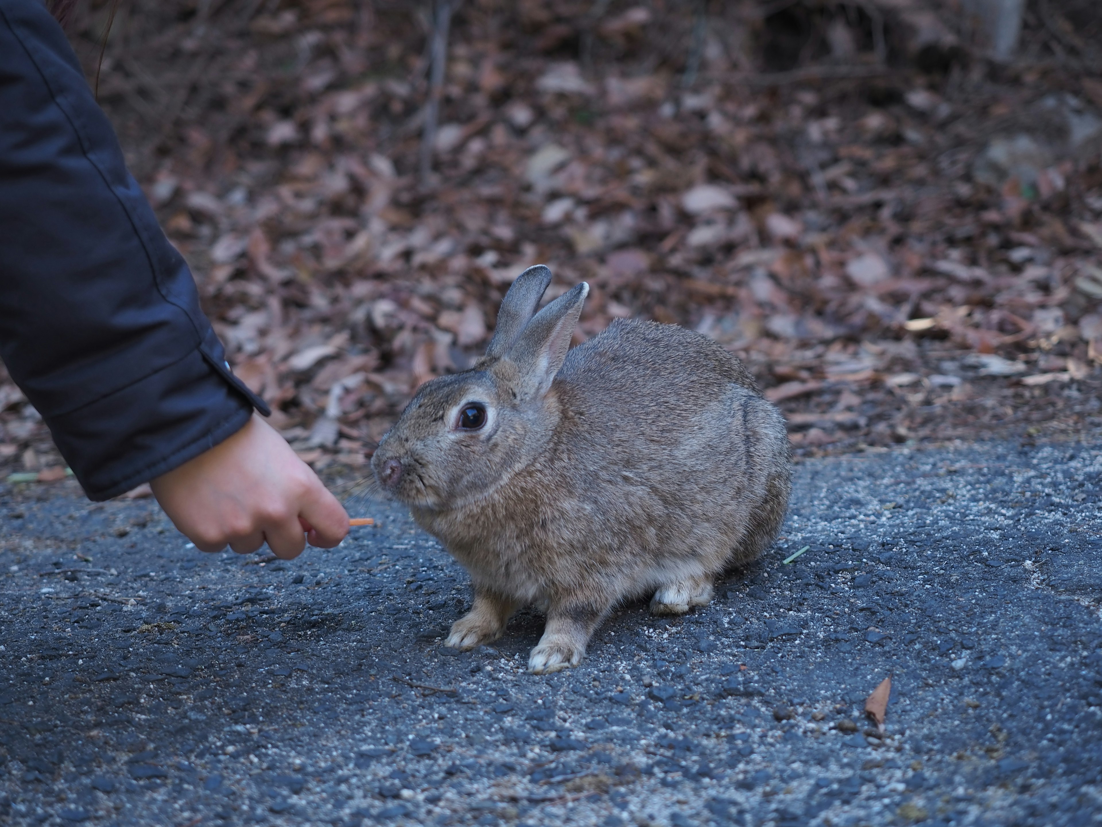 手を伸ばしている人と小さなウサギがいる風景