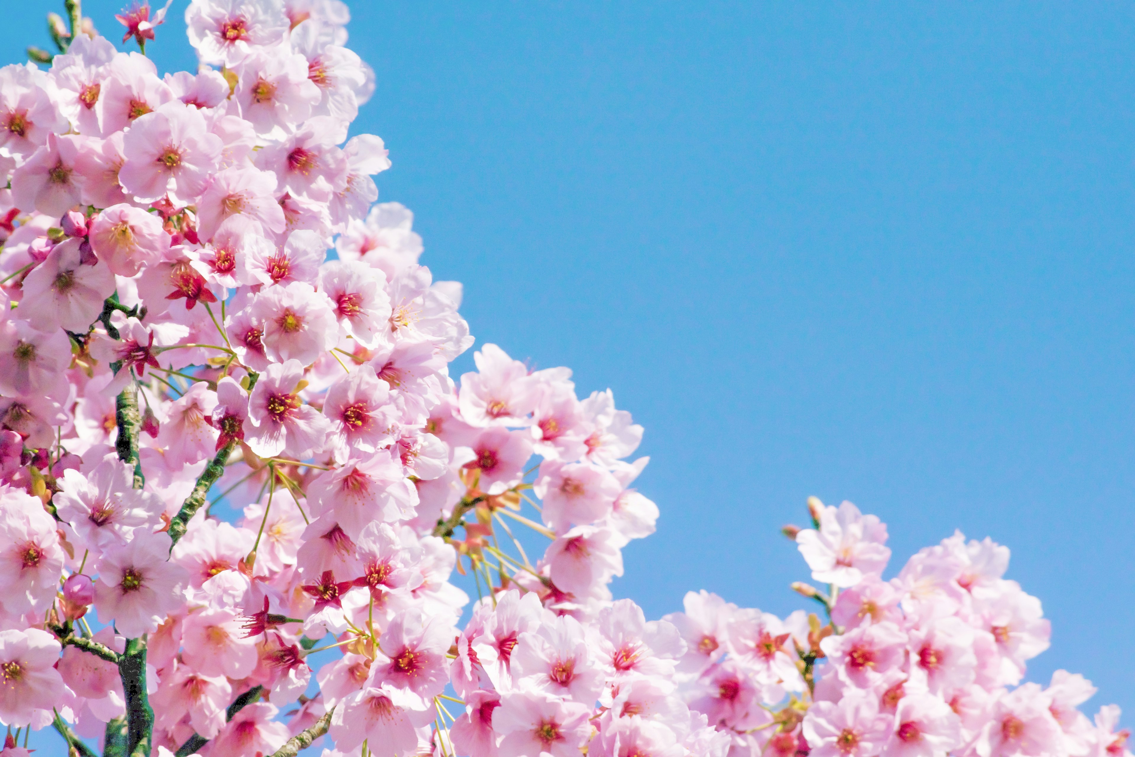 Cherry blossoms in full bloom against a blue sky