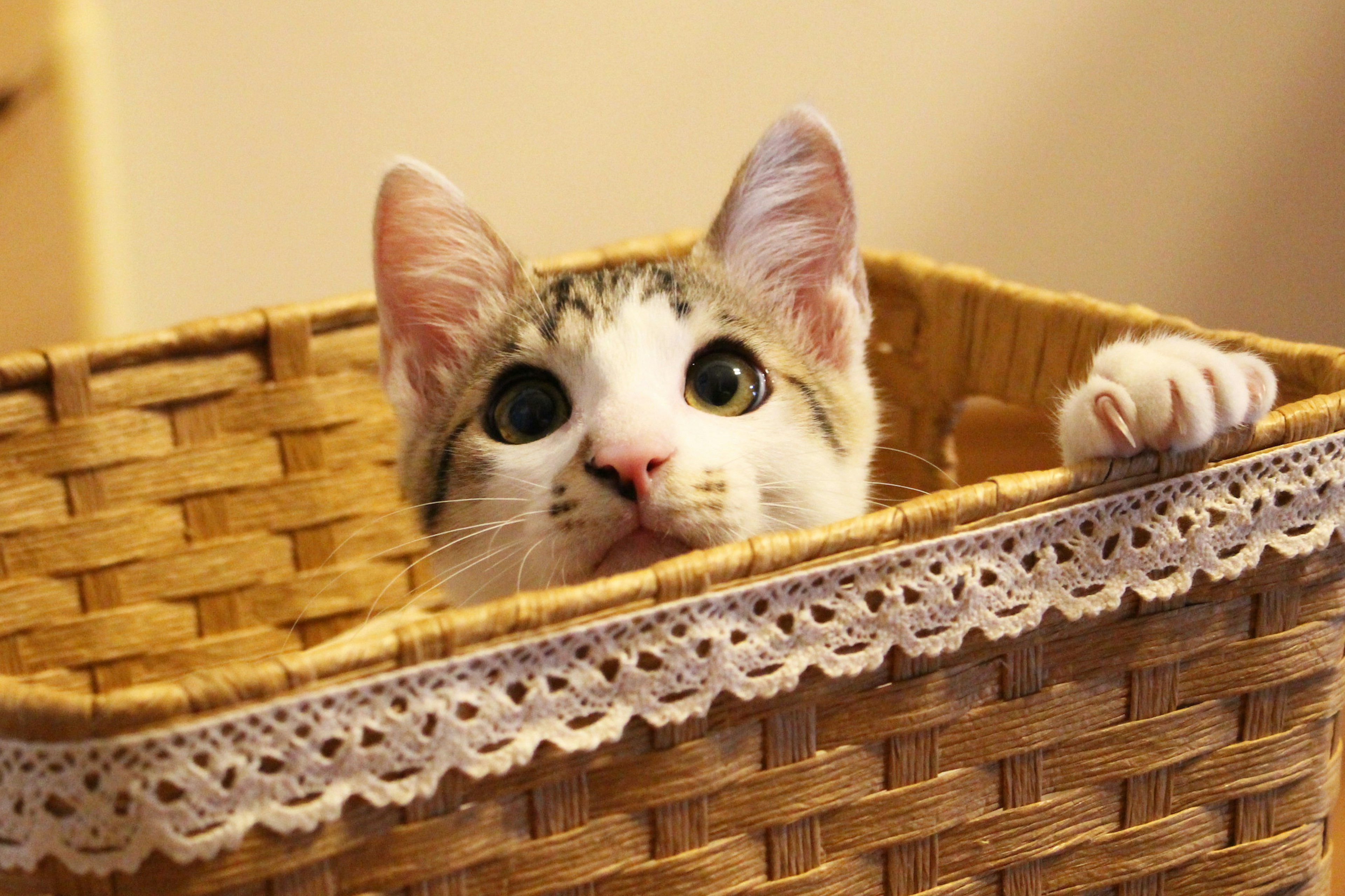 A cute cat peeking out from a woven basket