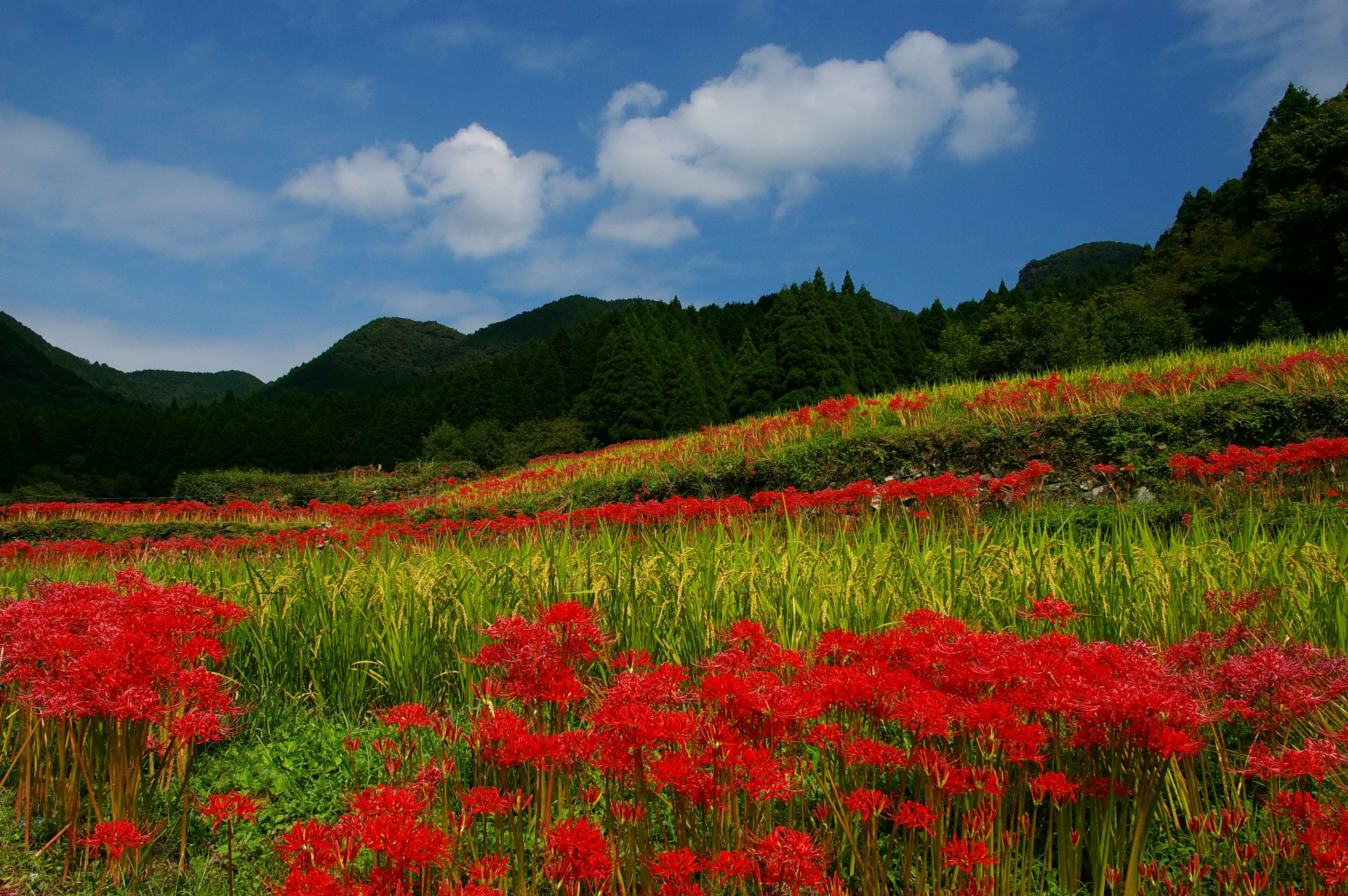 Fleurs rouges vibrantes dans un champ verdoyant sous un ciel bleu