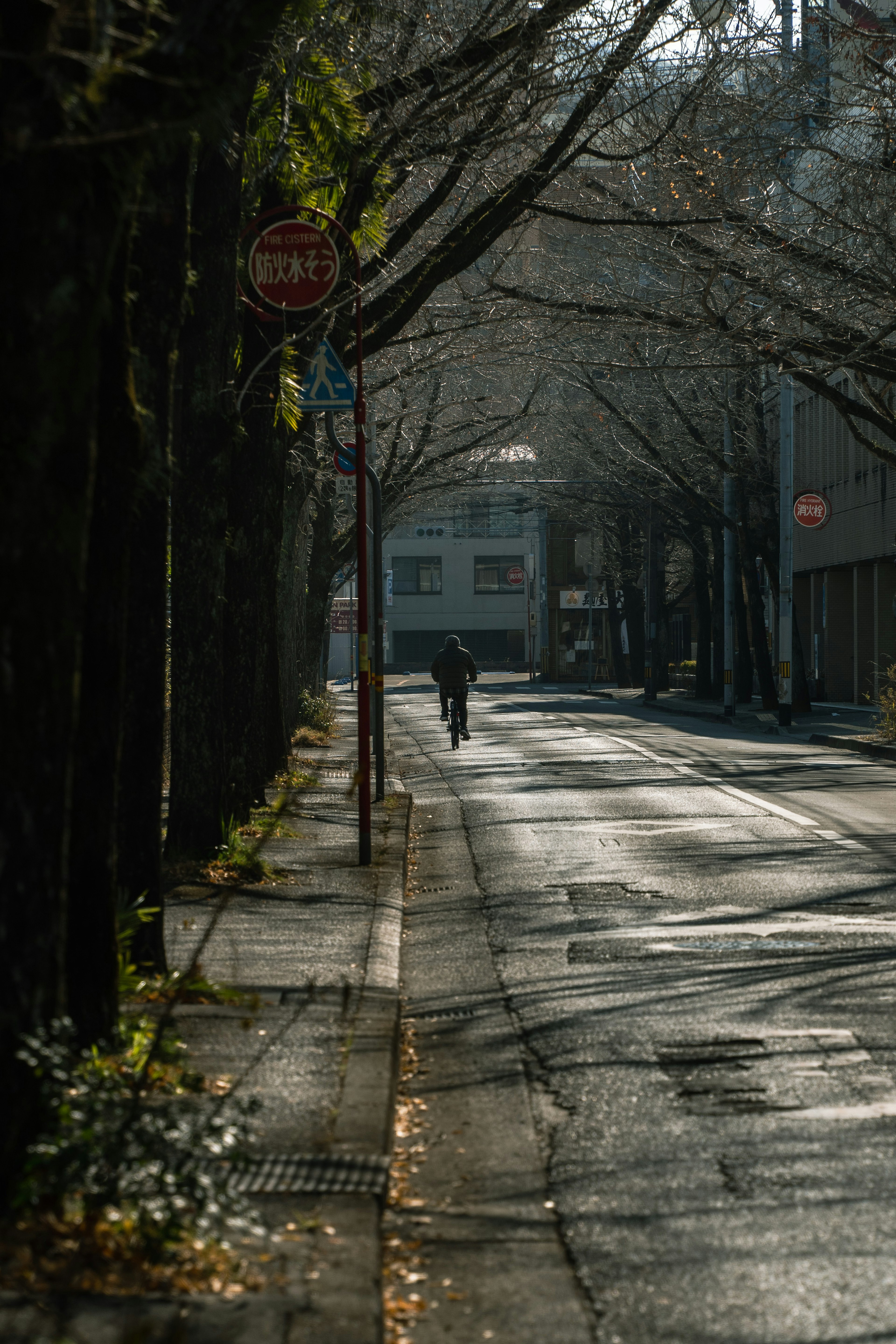 Un ciclista che pedala su una strada tranquilla con alberi spogli e luce soffusa