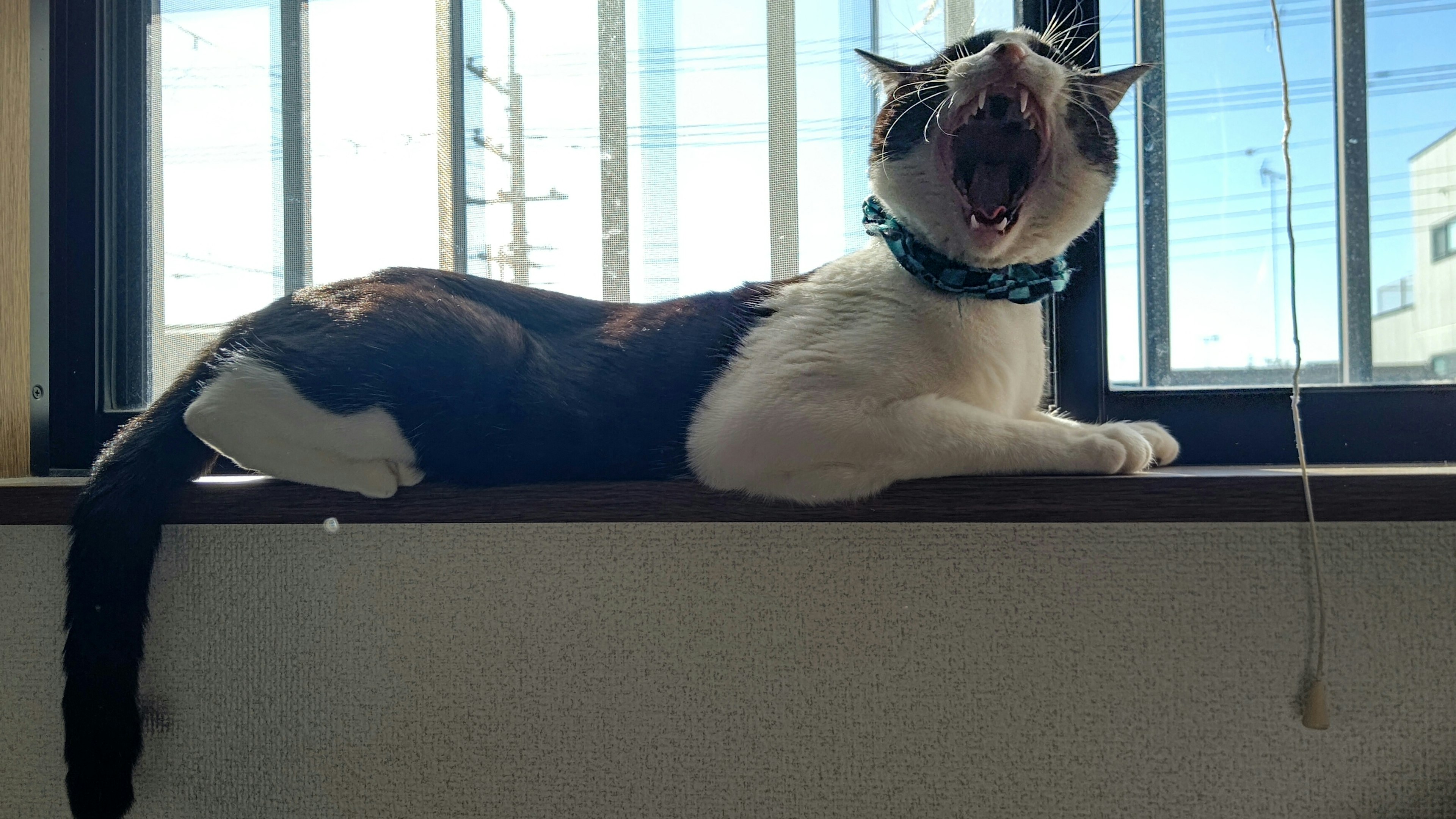 Chat allongé près de la fenêtre en train de bâiller