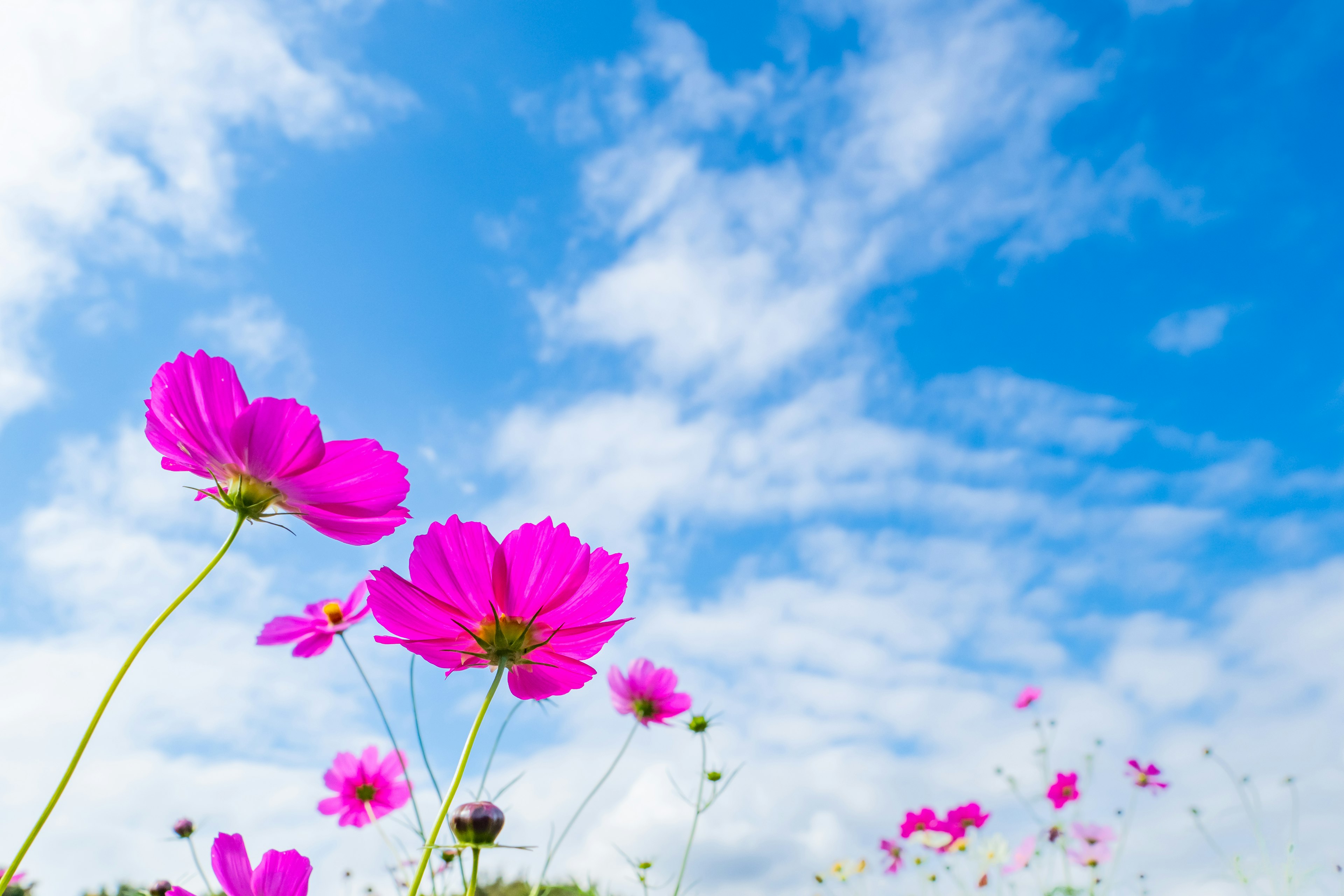 Flores rosas vibrantes floreciendo bajo un cielo azul