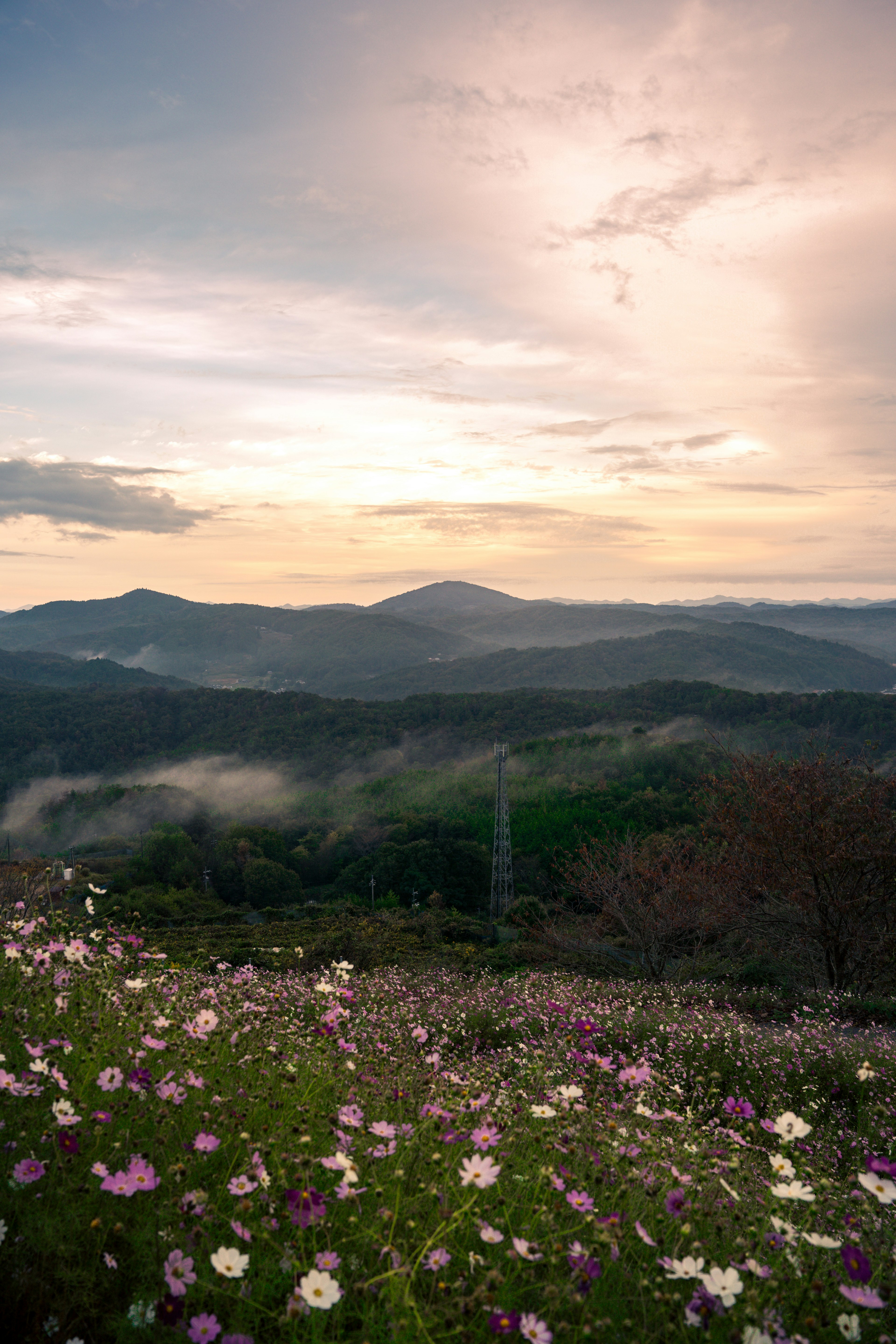 Champ de fleurs magnifique avec montagnes et coucher de soleil