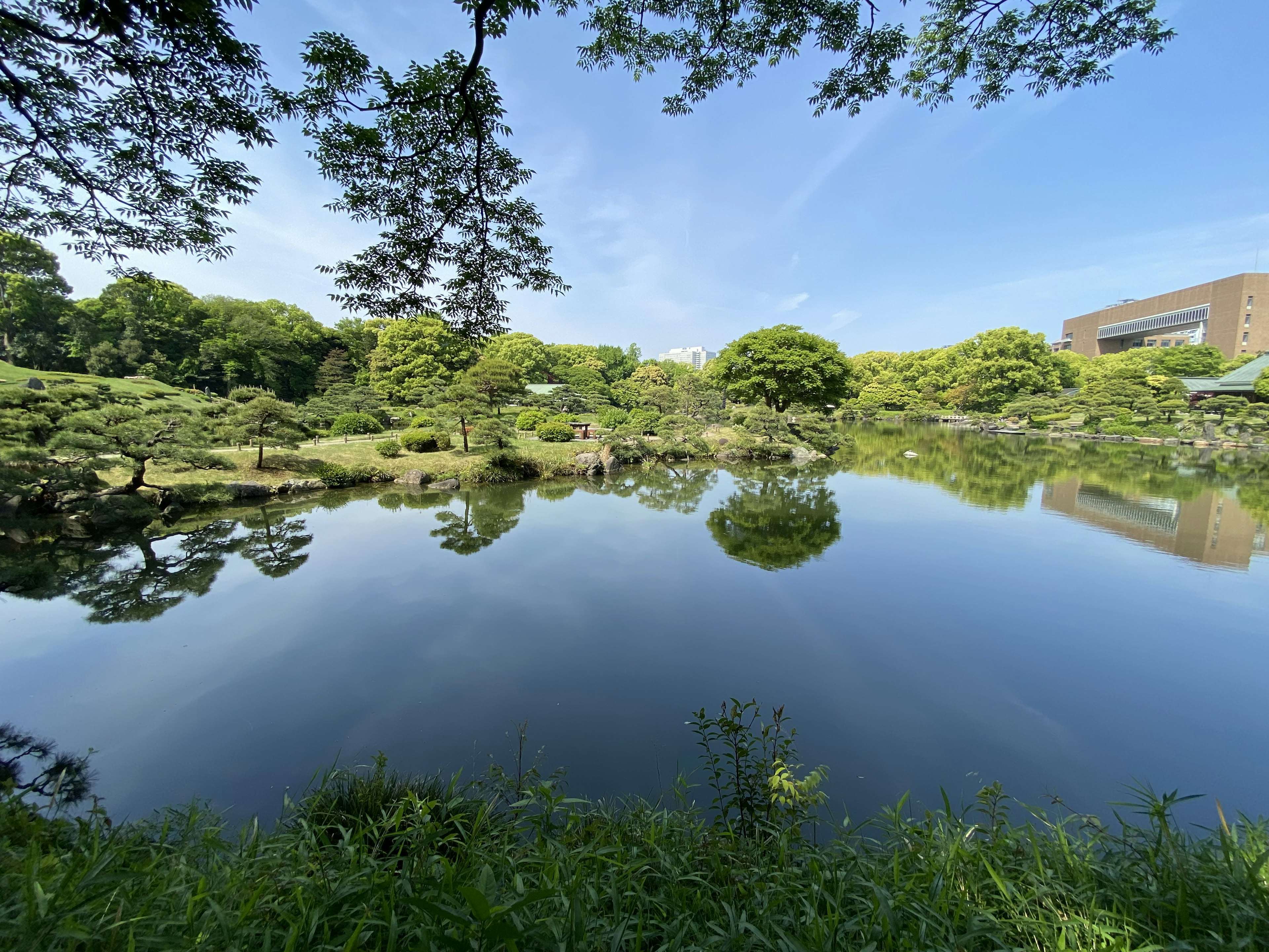 Estanque sereno con vegetación exuberante y reflejos