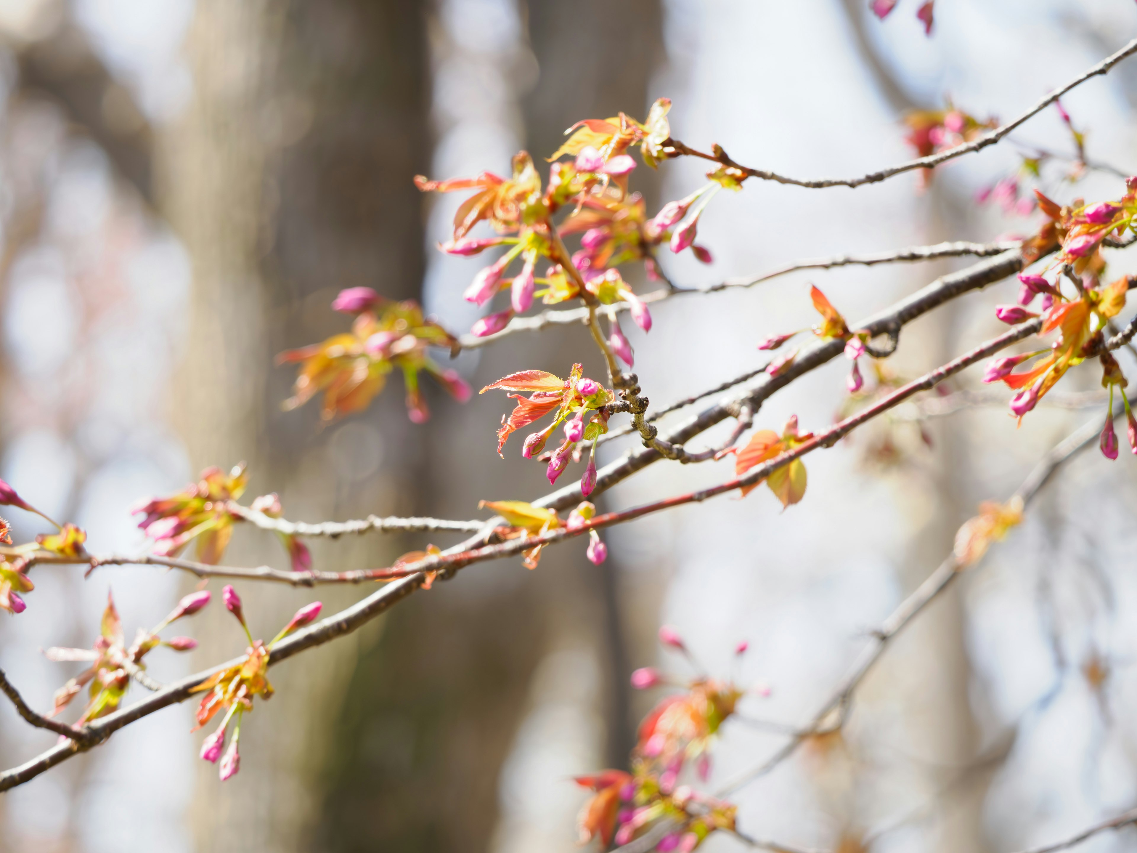 Gros plan d'une branche avec des feuilles en bourgeonnement montrant des couleurs douces