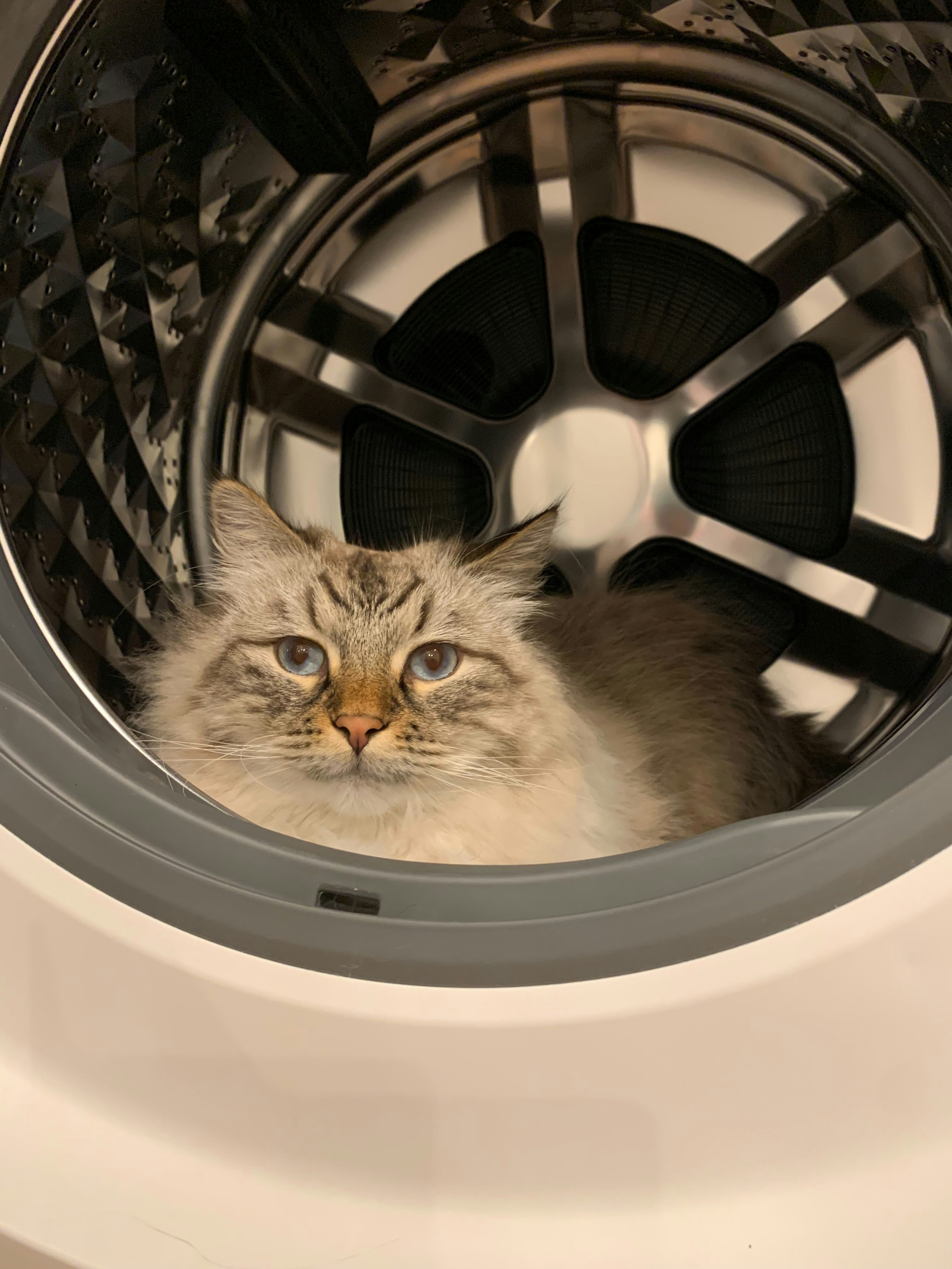 Un chat duveteux à l'intérieur d'une machine à laver avec de grands yeux