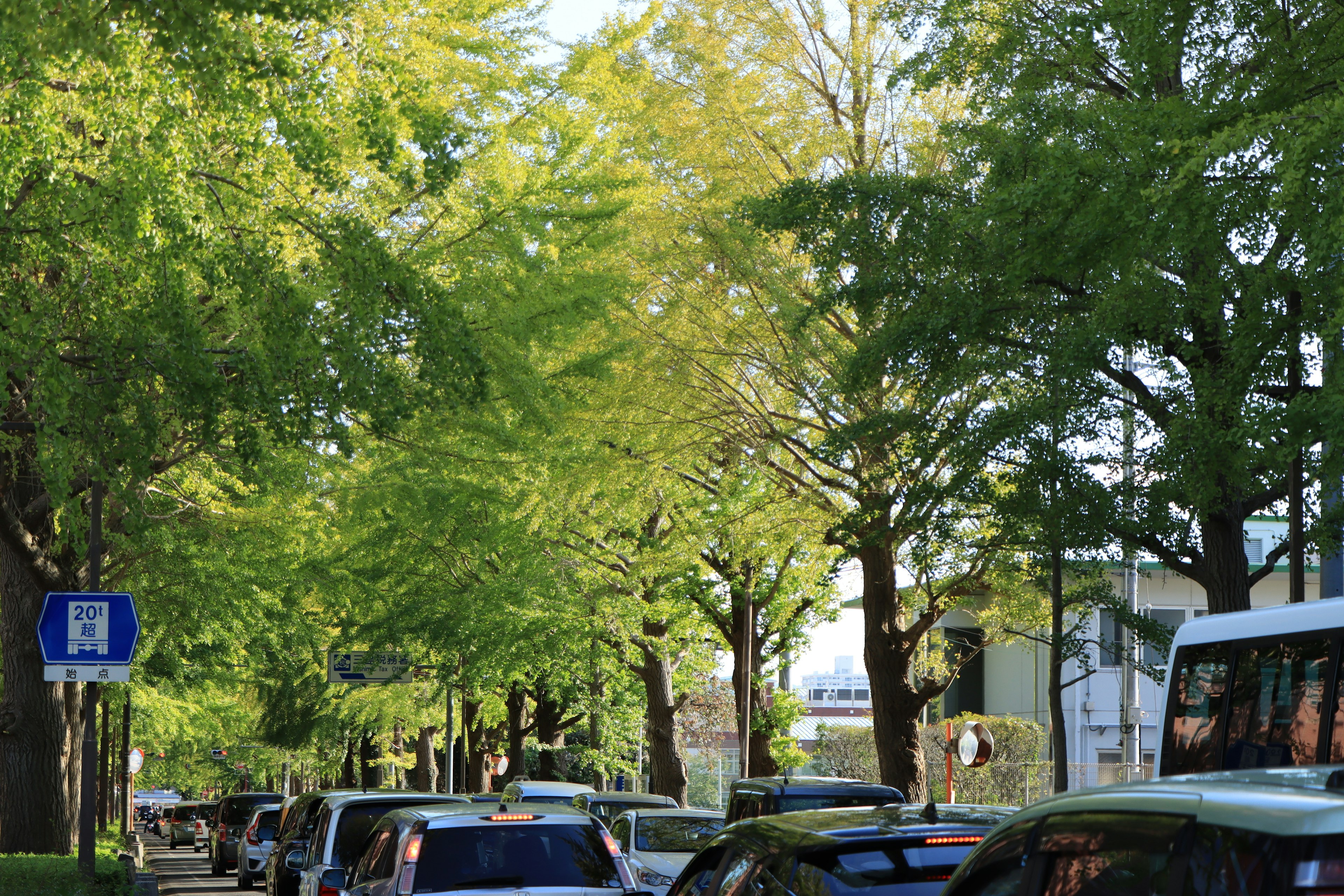 Una strada fiancheggiata da alberi verdi e auto parcheggiate