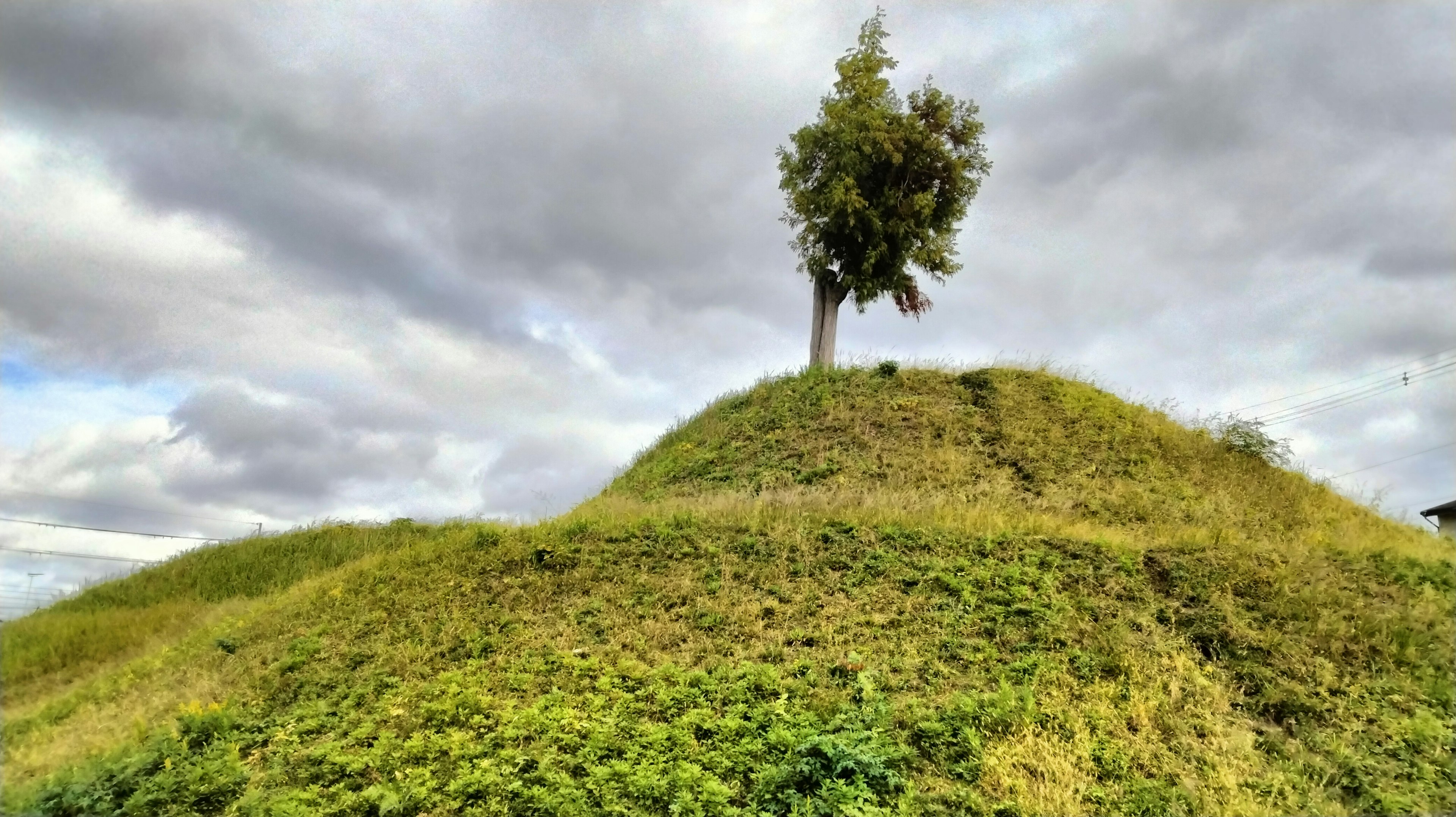 丘の上に立つ一本の木と緑の草地が広がる風景