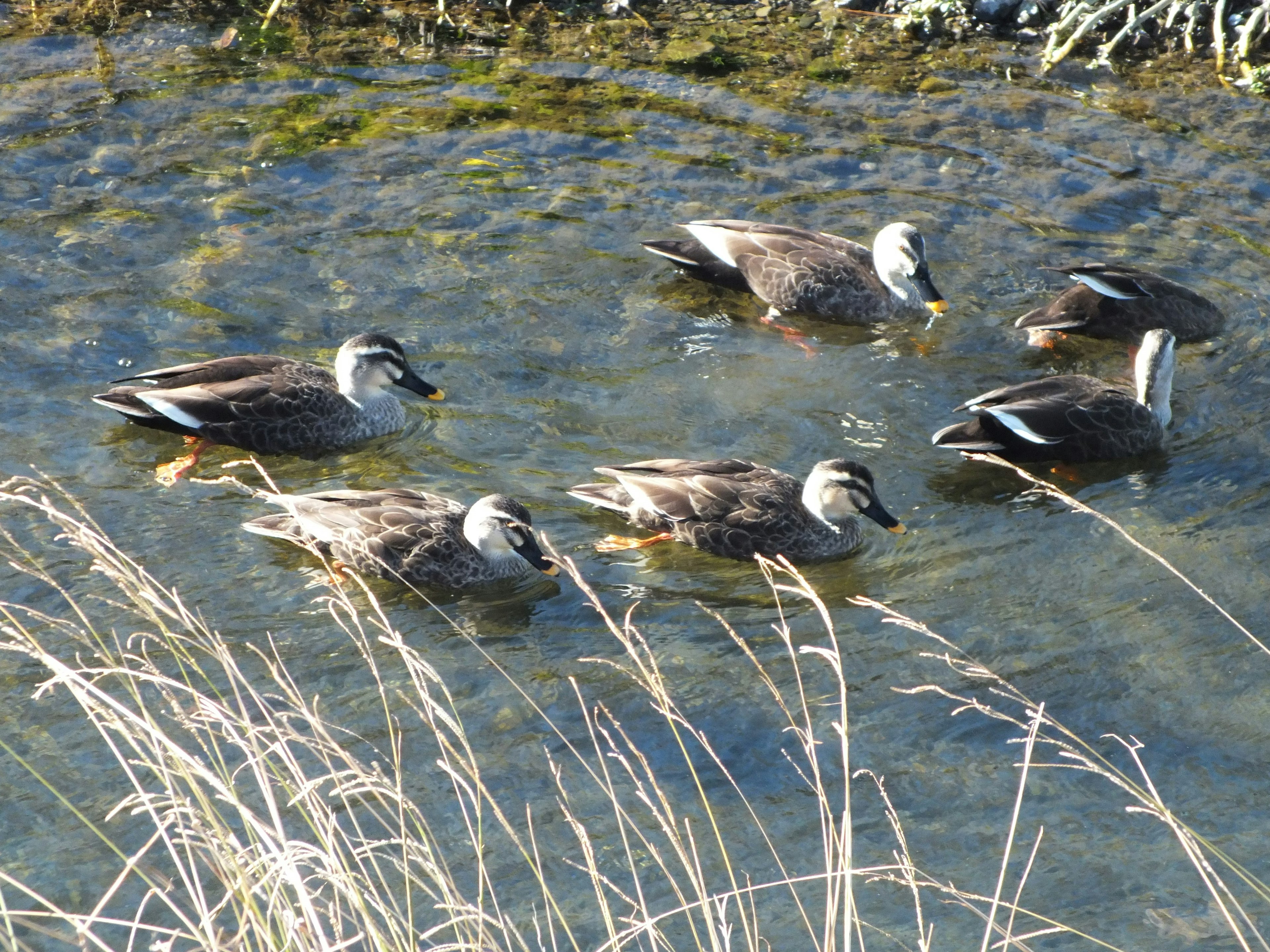 A group of ducks swimming on the water with surrounding grass