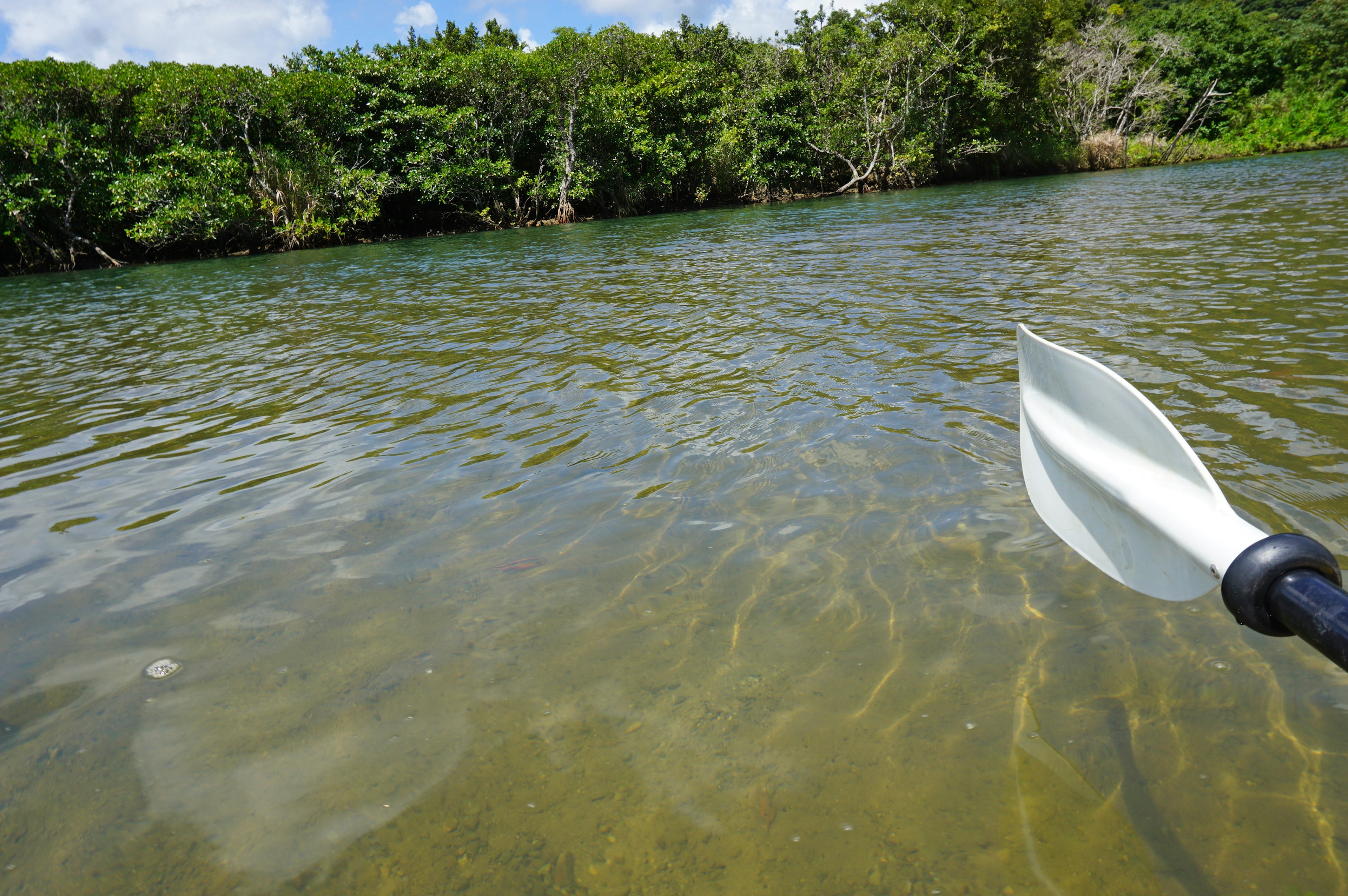 Superficie dell'acqua di un fiume calmo con alberi verdi lussureggianti e un remo da kayak