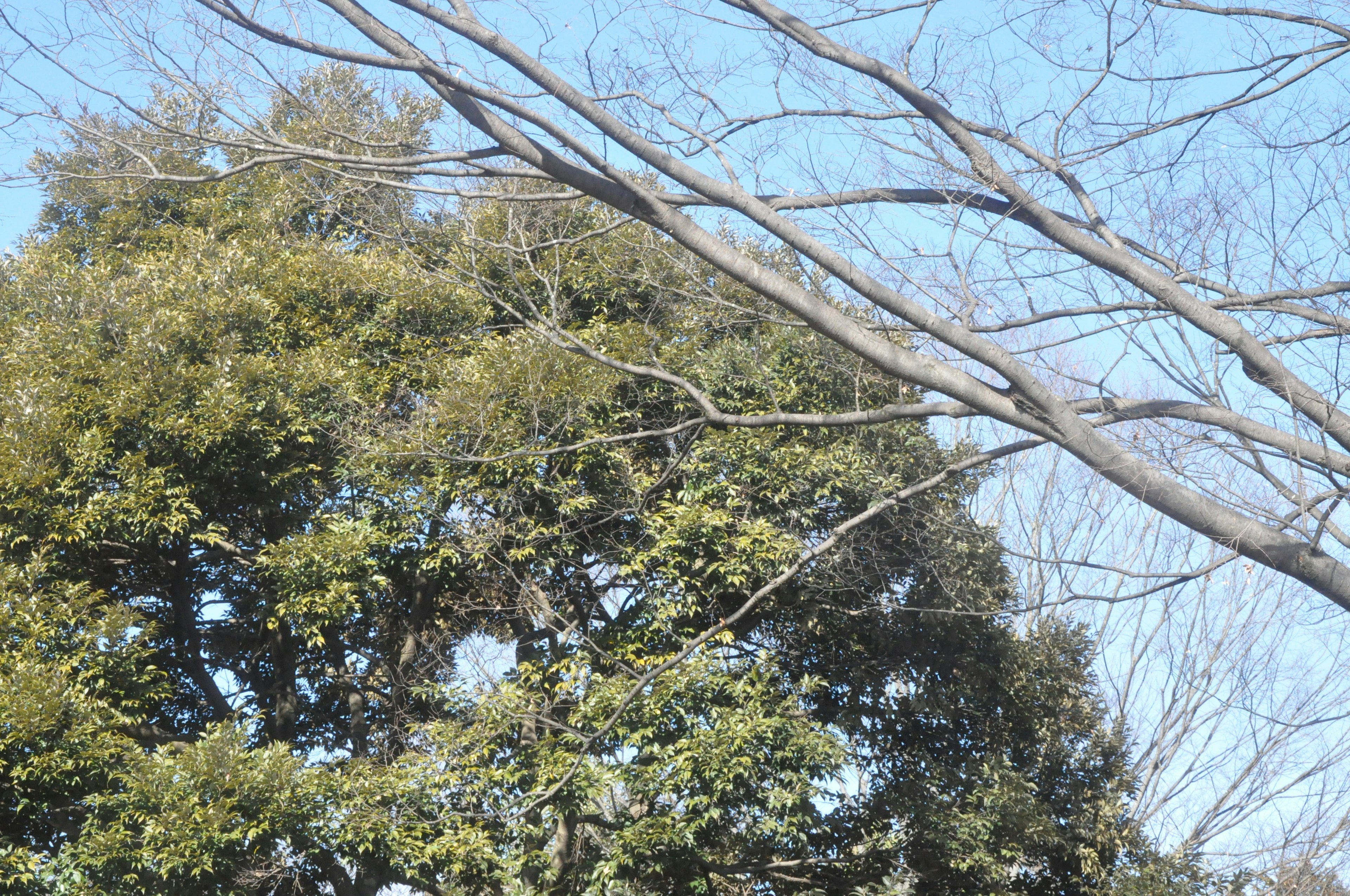 青空の下に緑の葉と裸の枝が見える木の画像