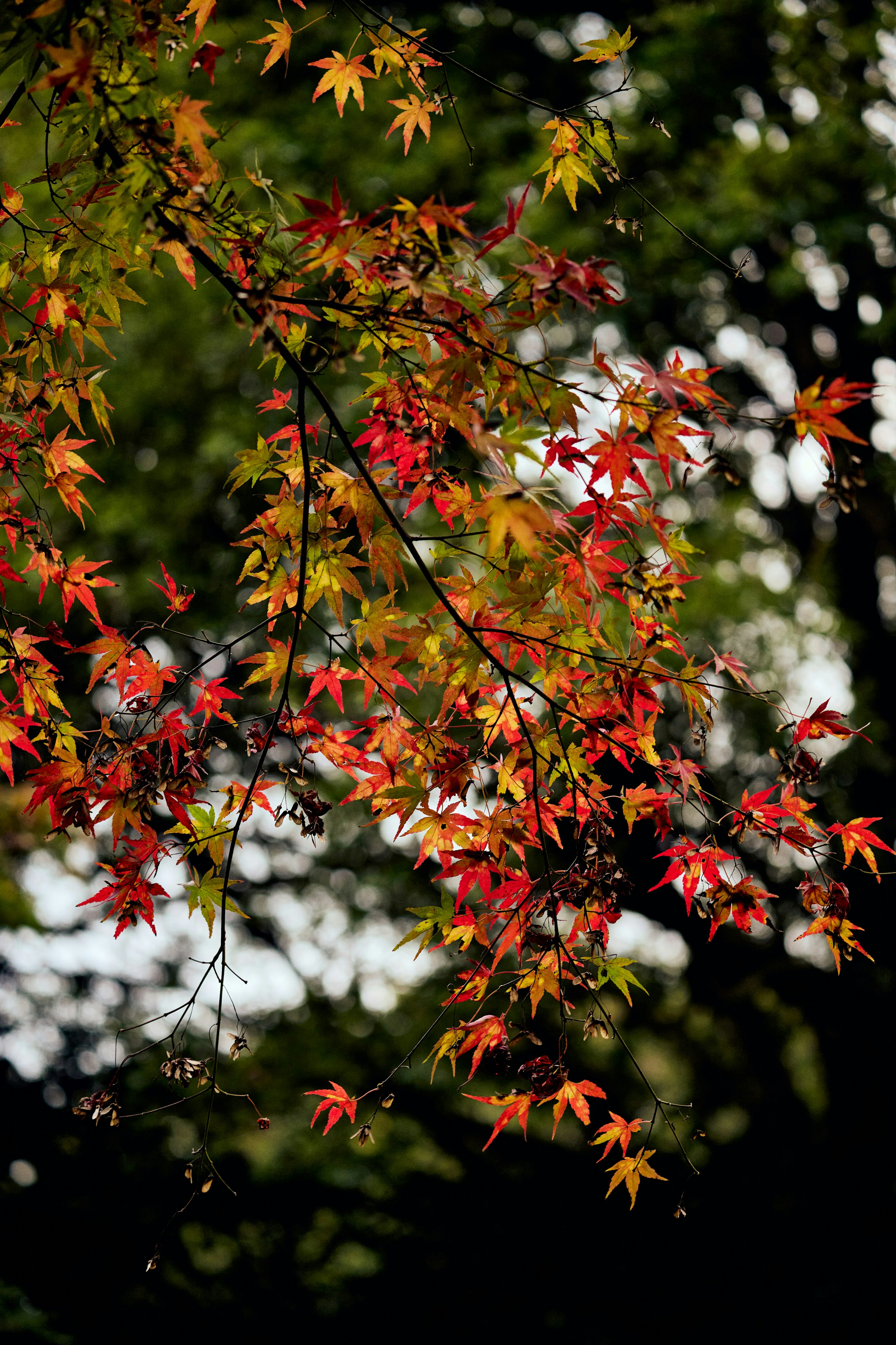 色とりどりの紅葉したカエデの葉が枝に群がる美しい風景