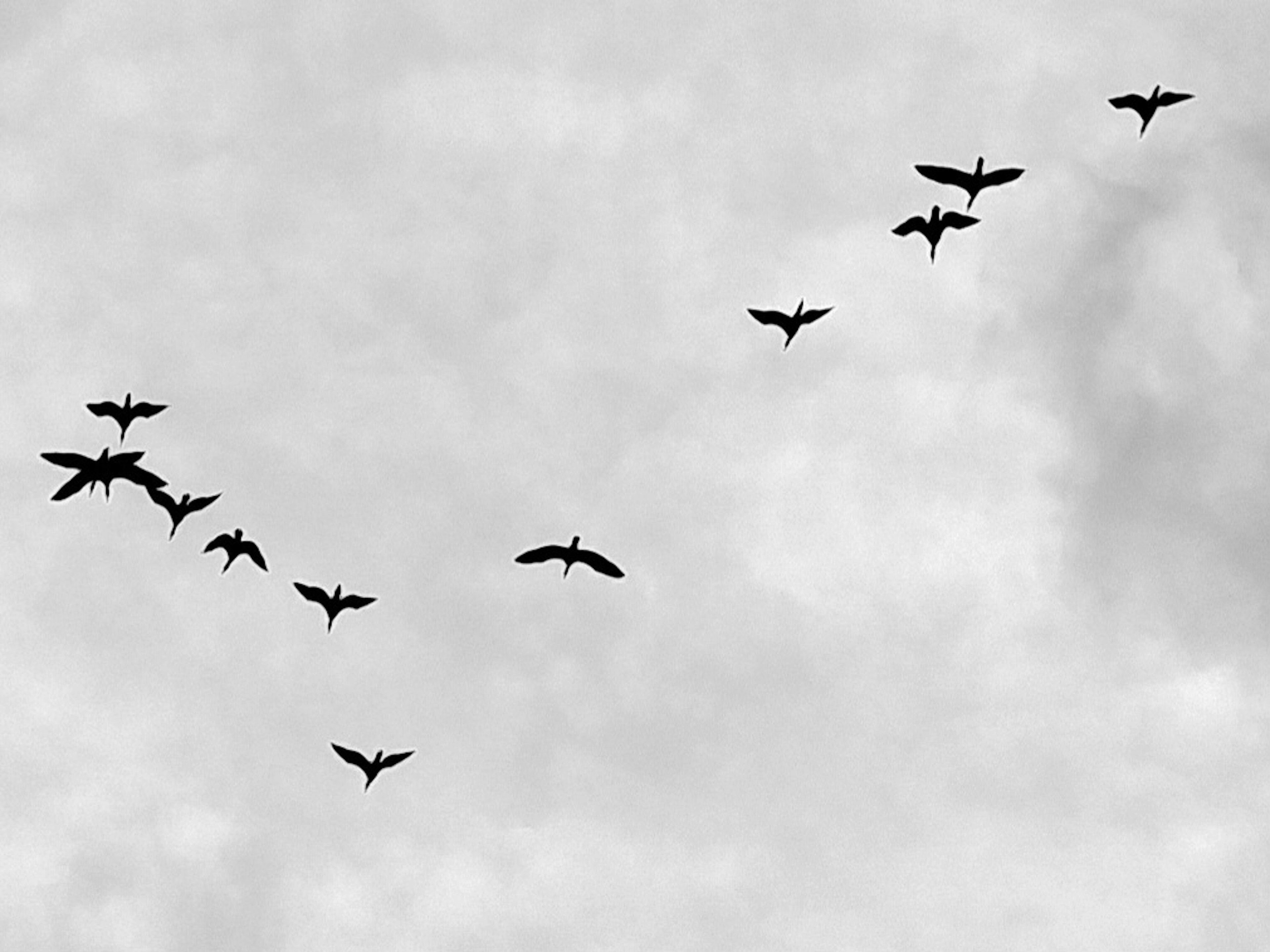 Un groupe d'oiseaux volant en formation en V contre un ciel nuageux