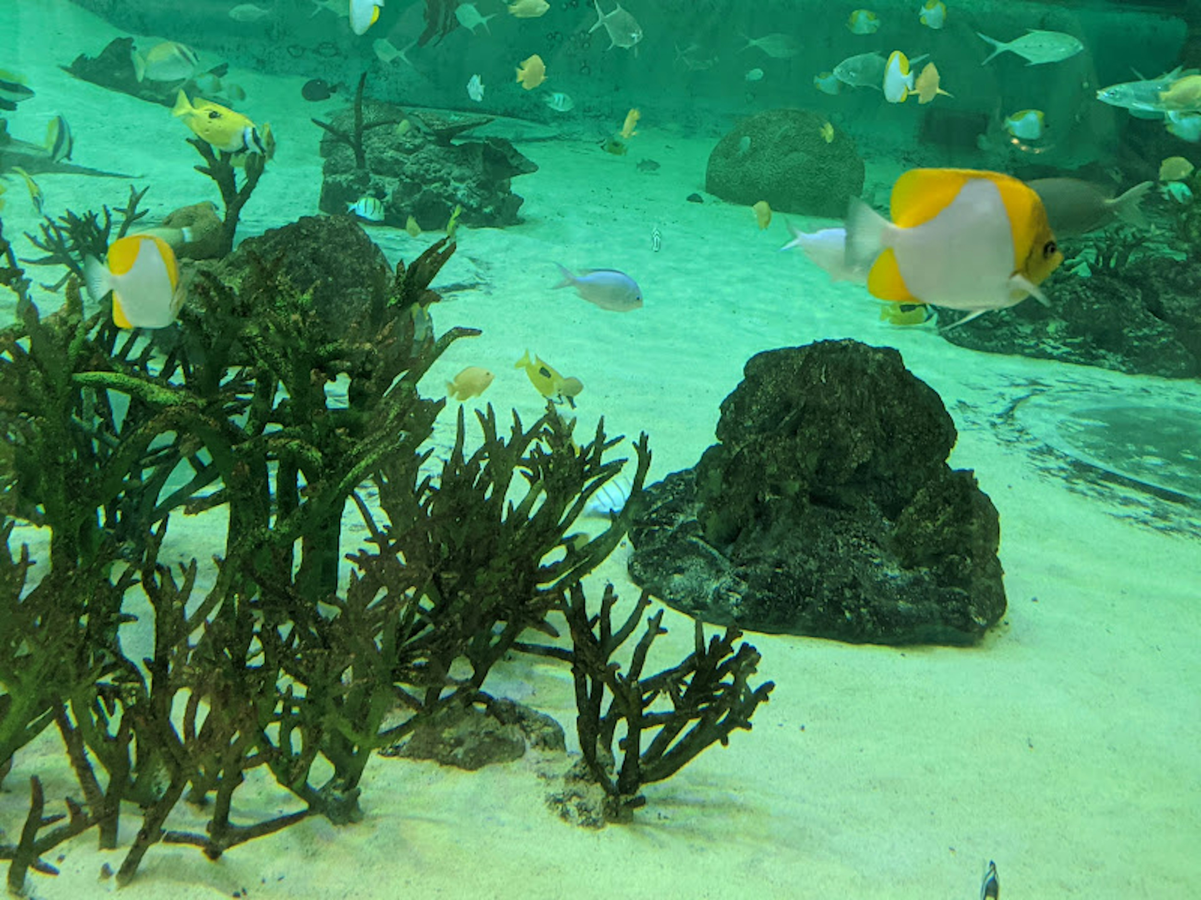 水中の色とりどりの魚と緑の海藻のある風景